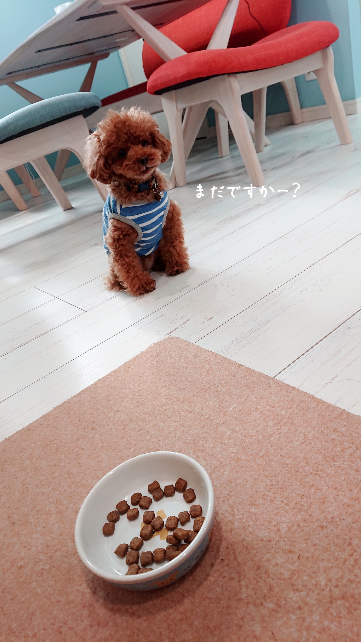 完食チビと無関心モコ