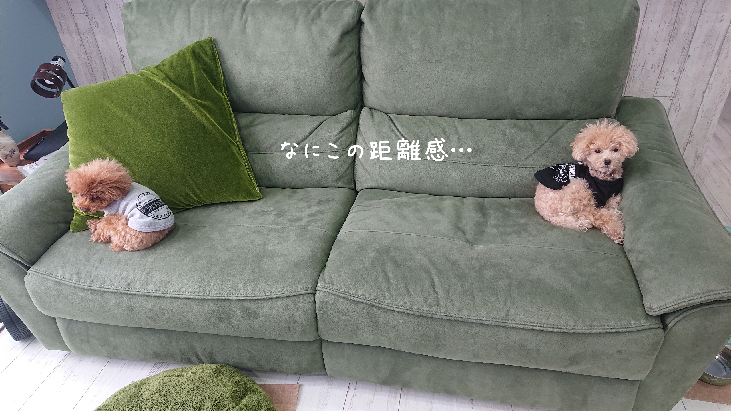 モコチビ専用ドッグラン解放中😃