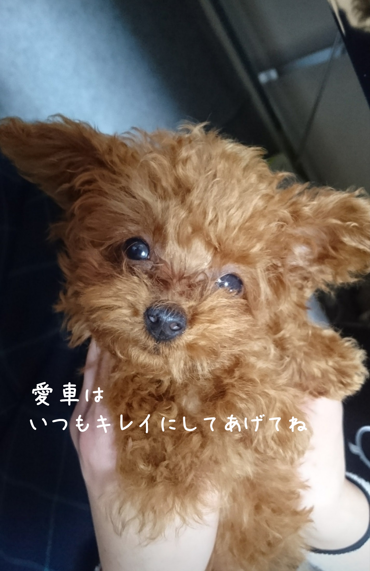 洗車機はダメですか？