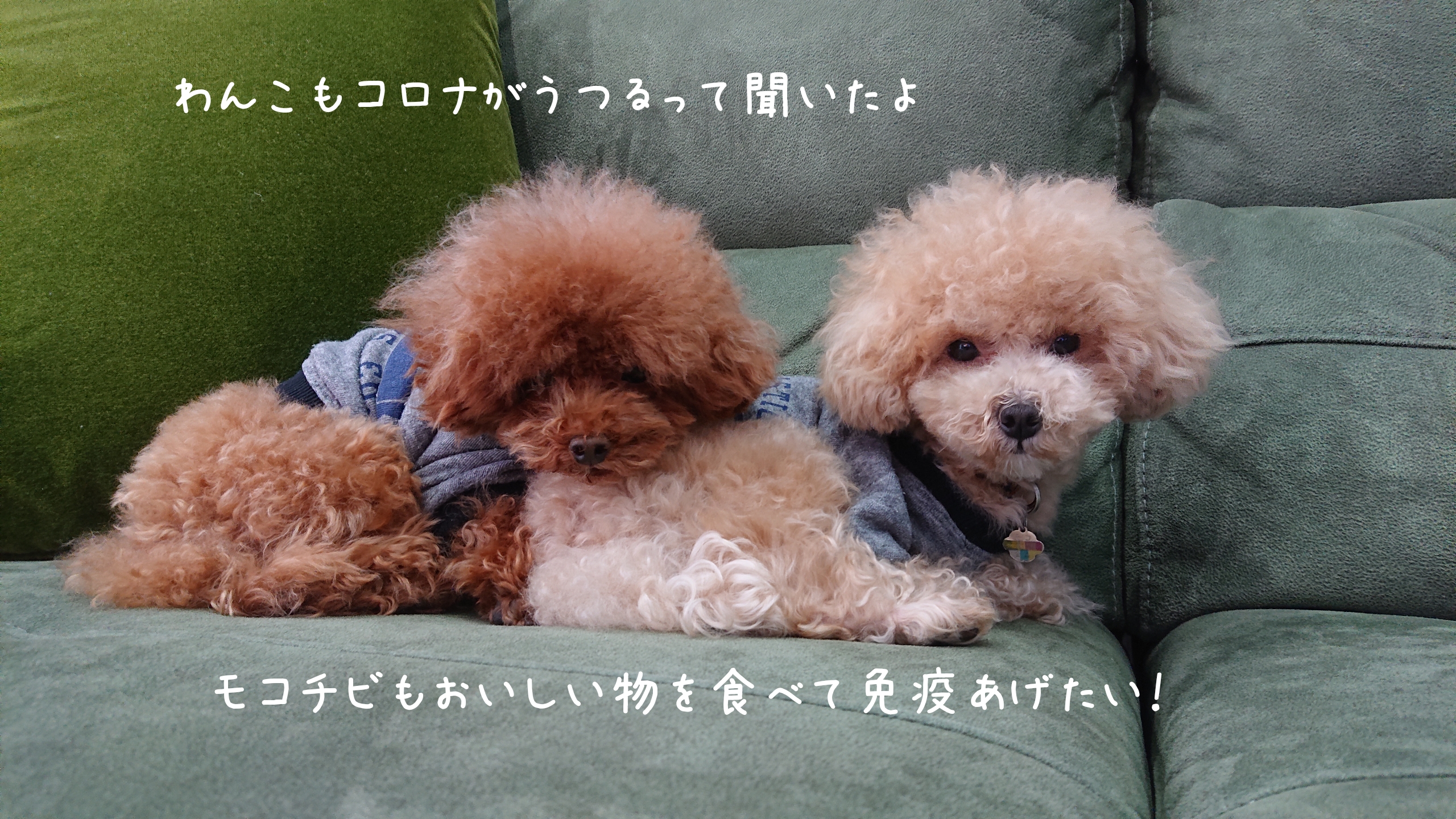 免疫をあげてこー！