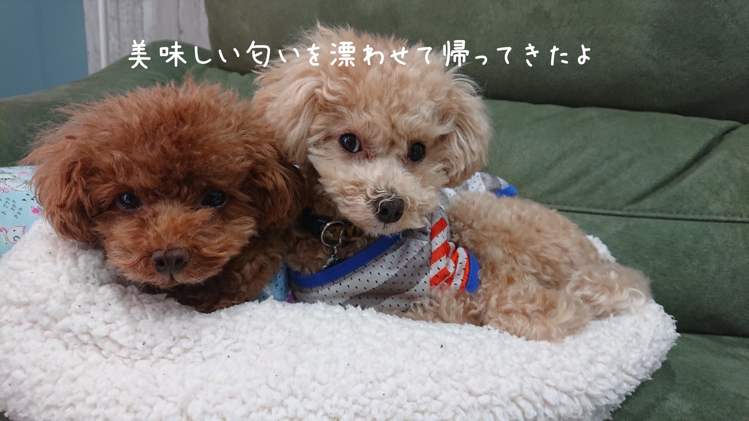 モコチビのひとりごと