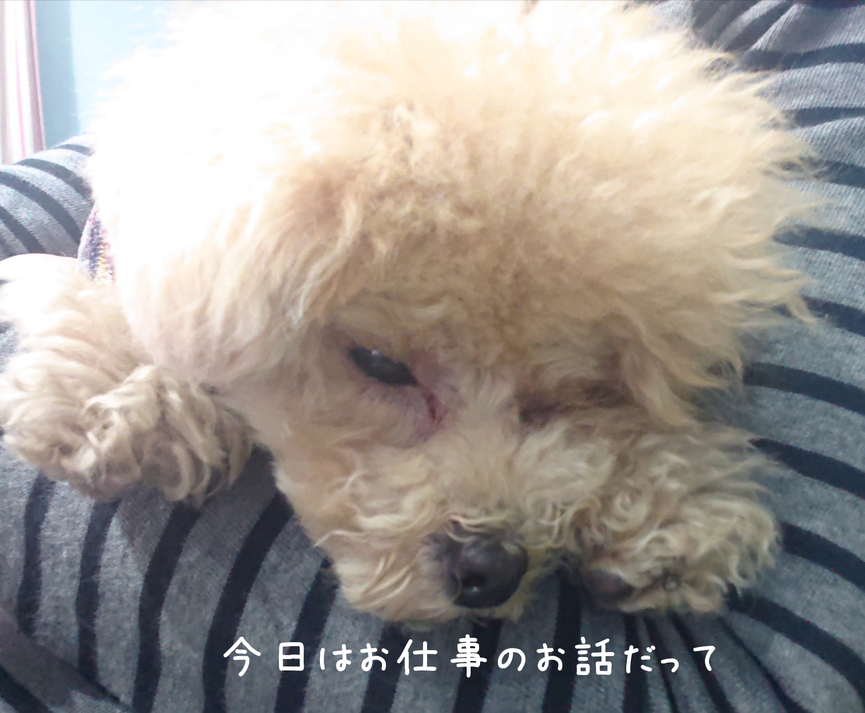 レスキューはこんな過ごし方を提案します！