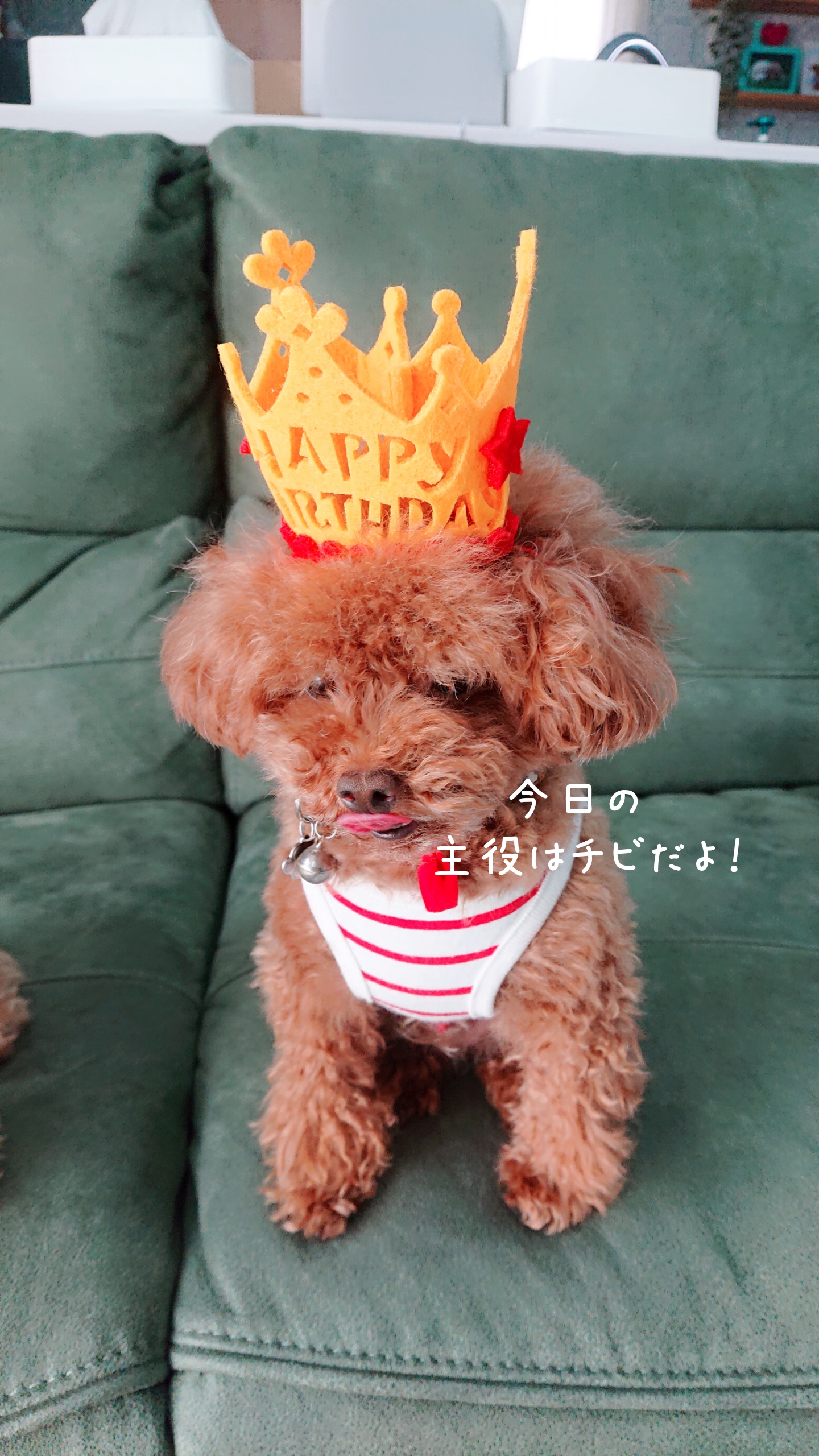 永遠のパピー 4才になる