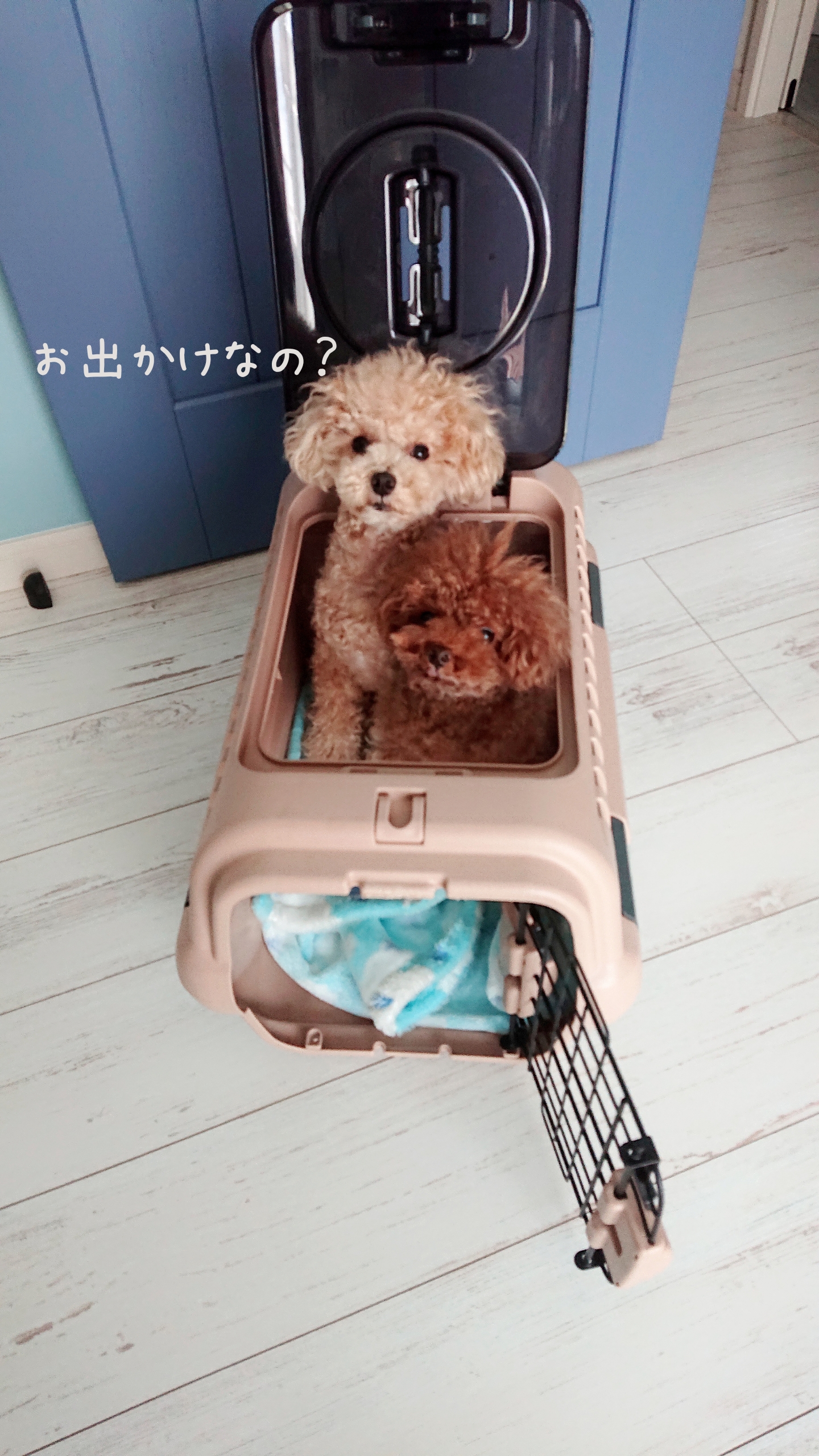 6月のトリミング