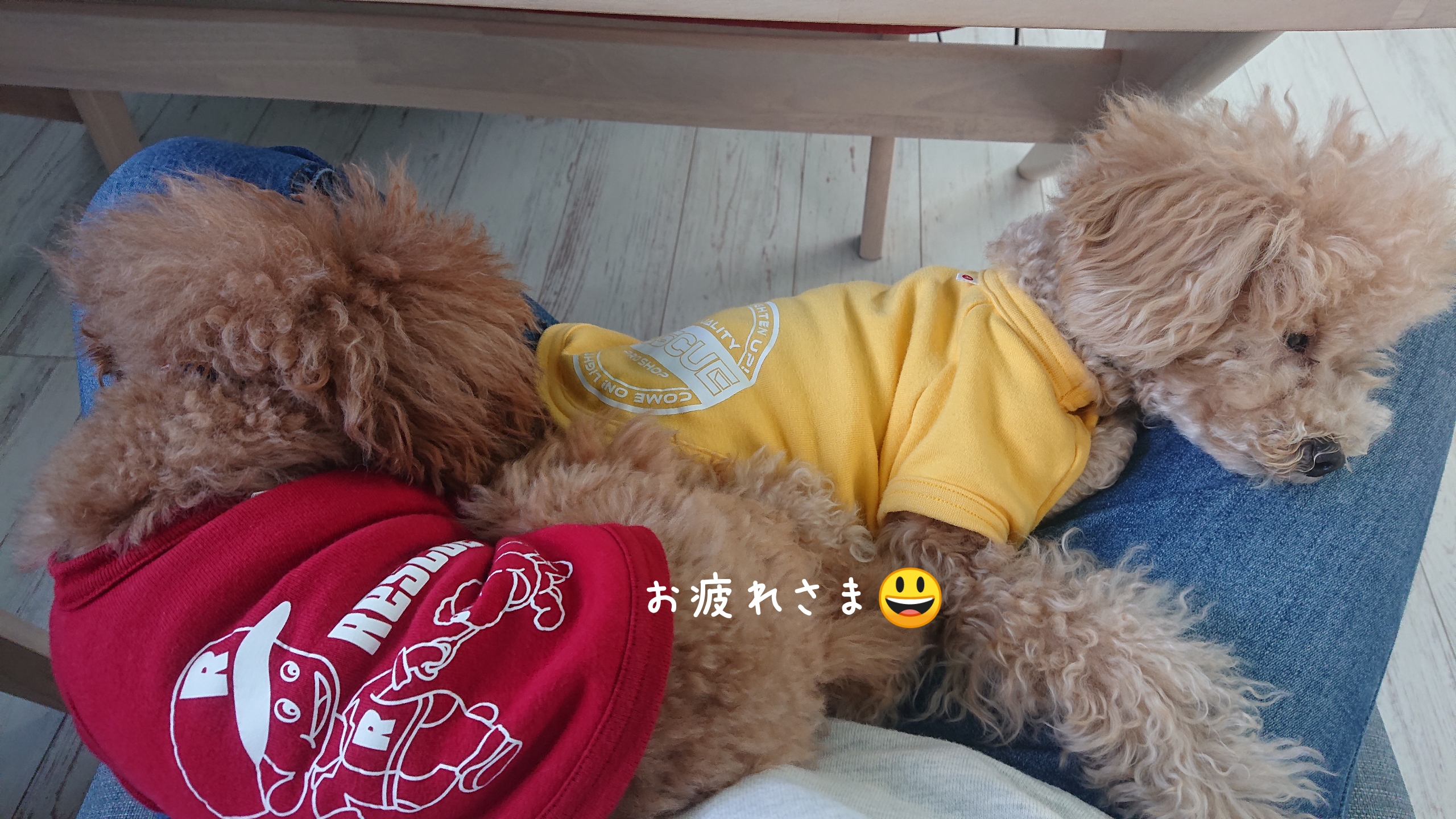 モコチビも通常運転😃