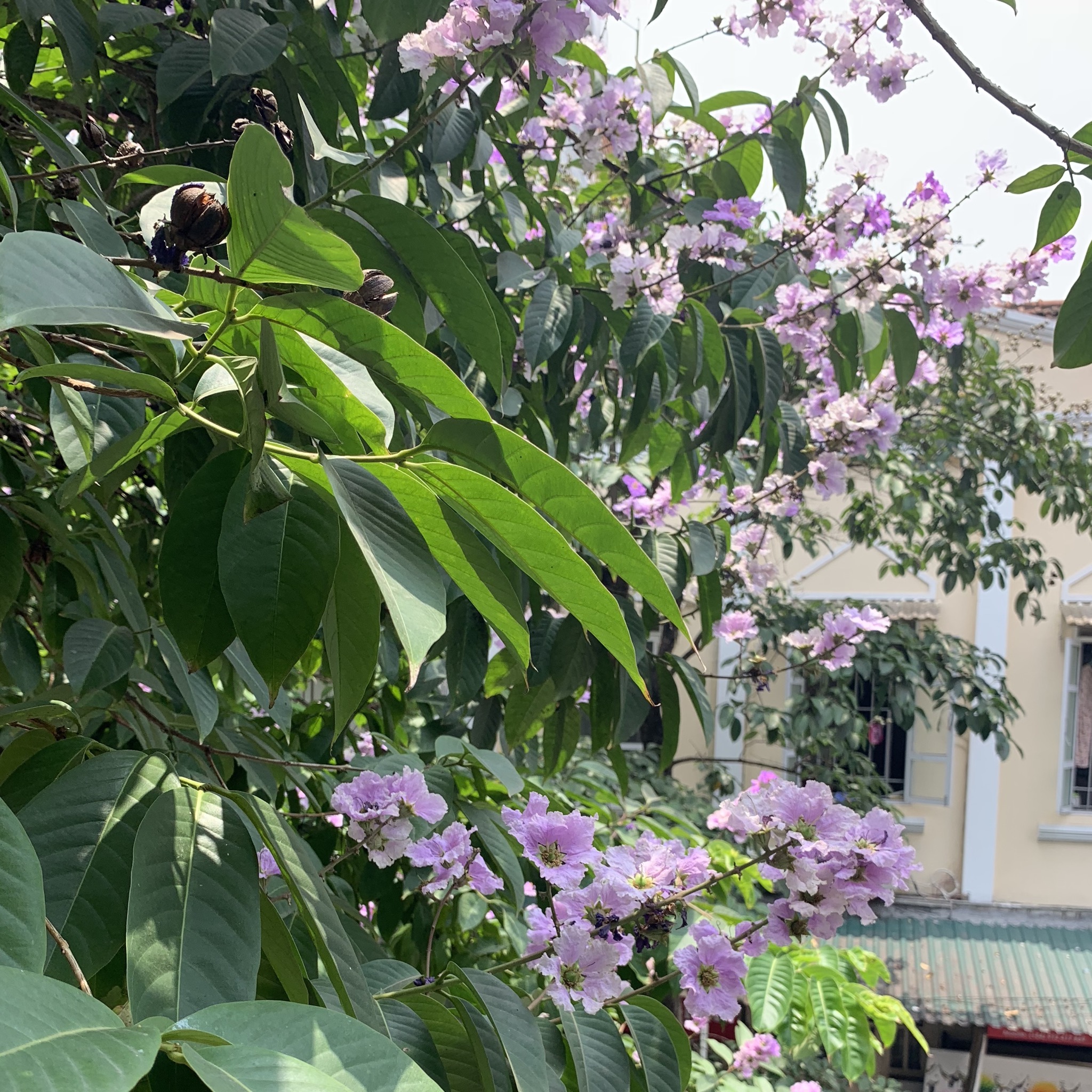 ベトナム日記🇻🇳その4