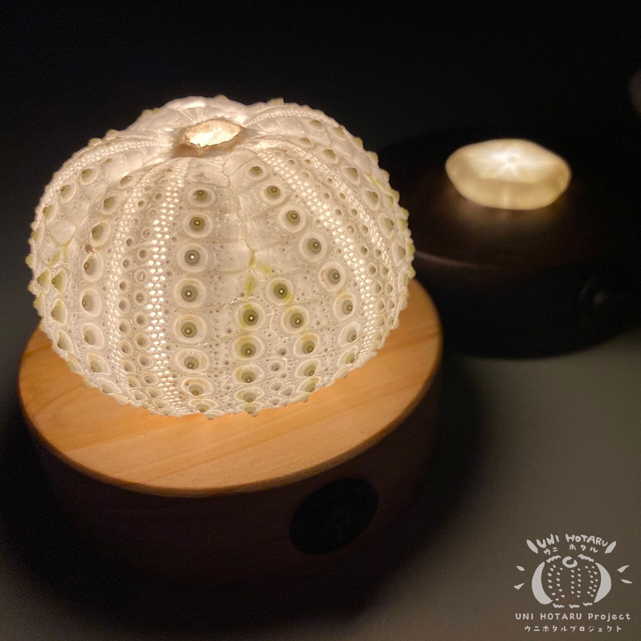 【お知らせ】ウニホタルの通販終了について