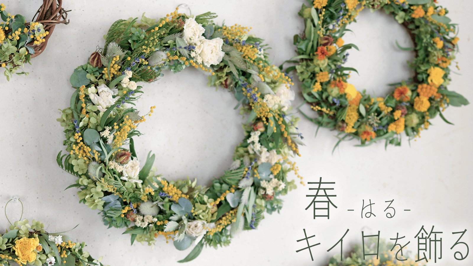 春、キイロを飾る