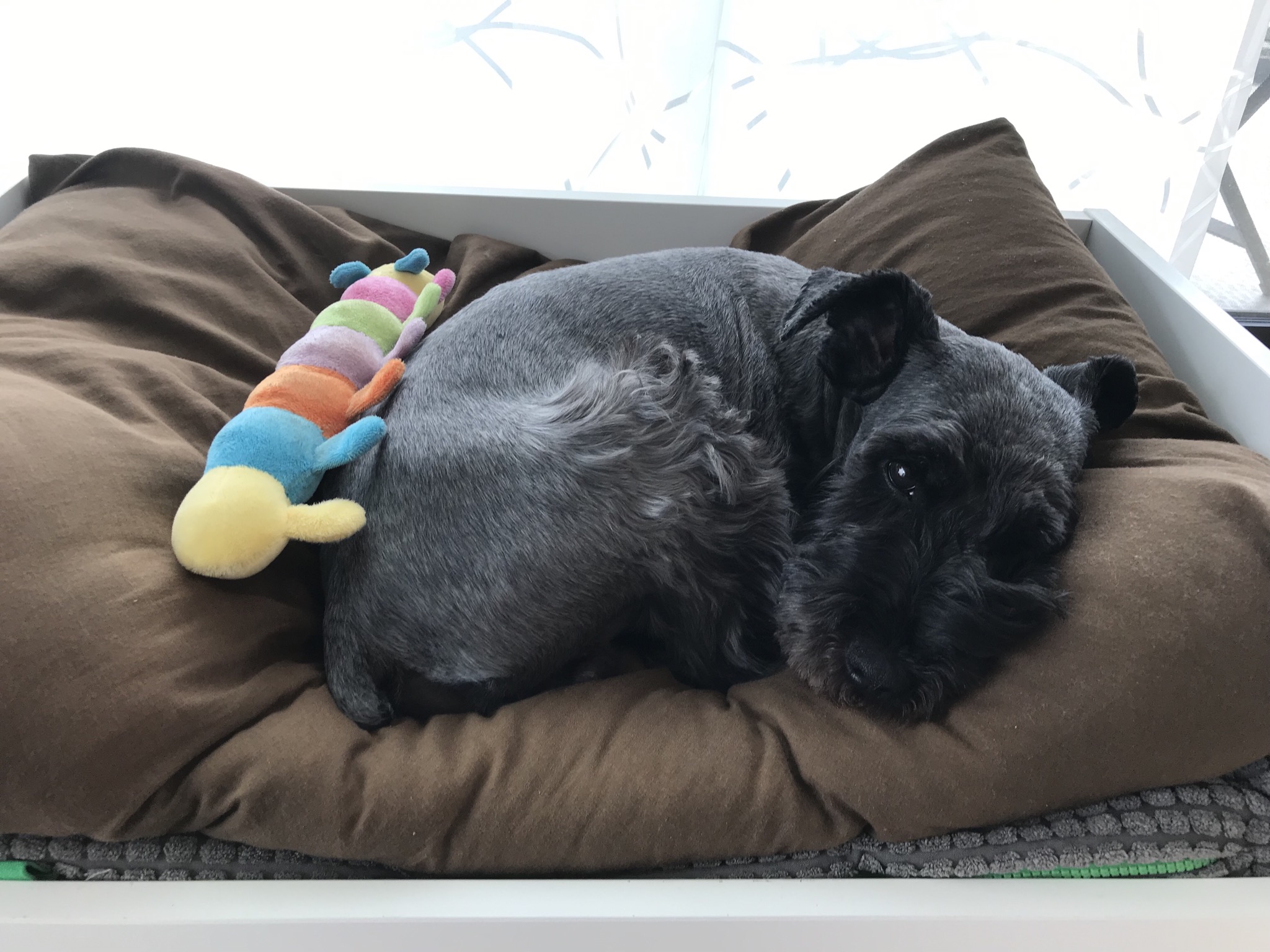 ココアドッグホテルへ行く