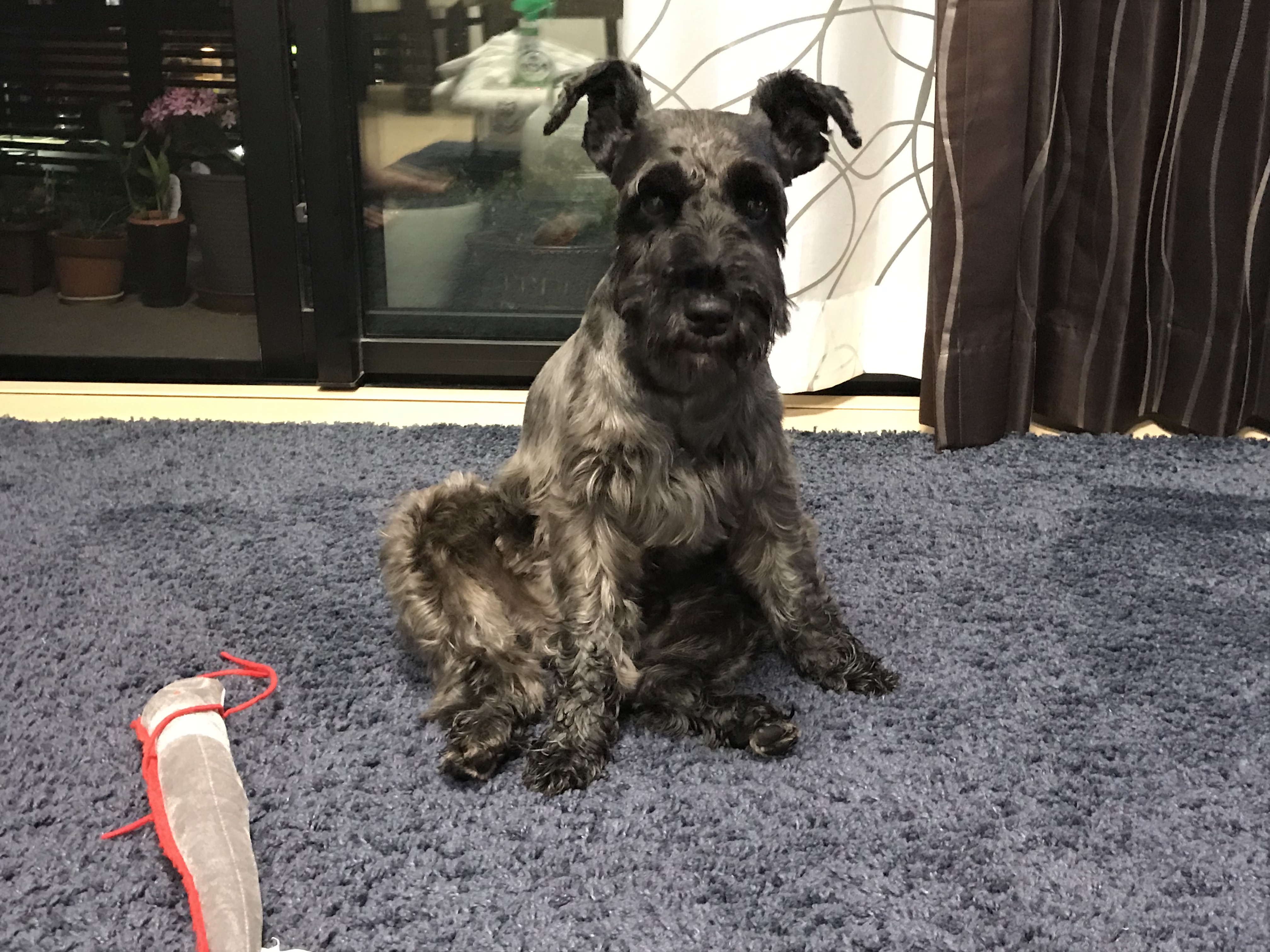 積立好きのじいじ