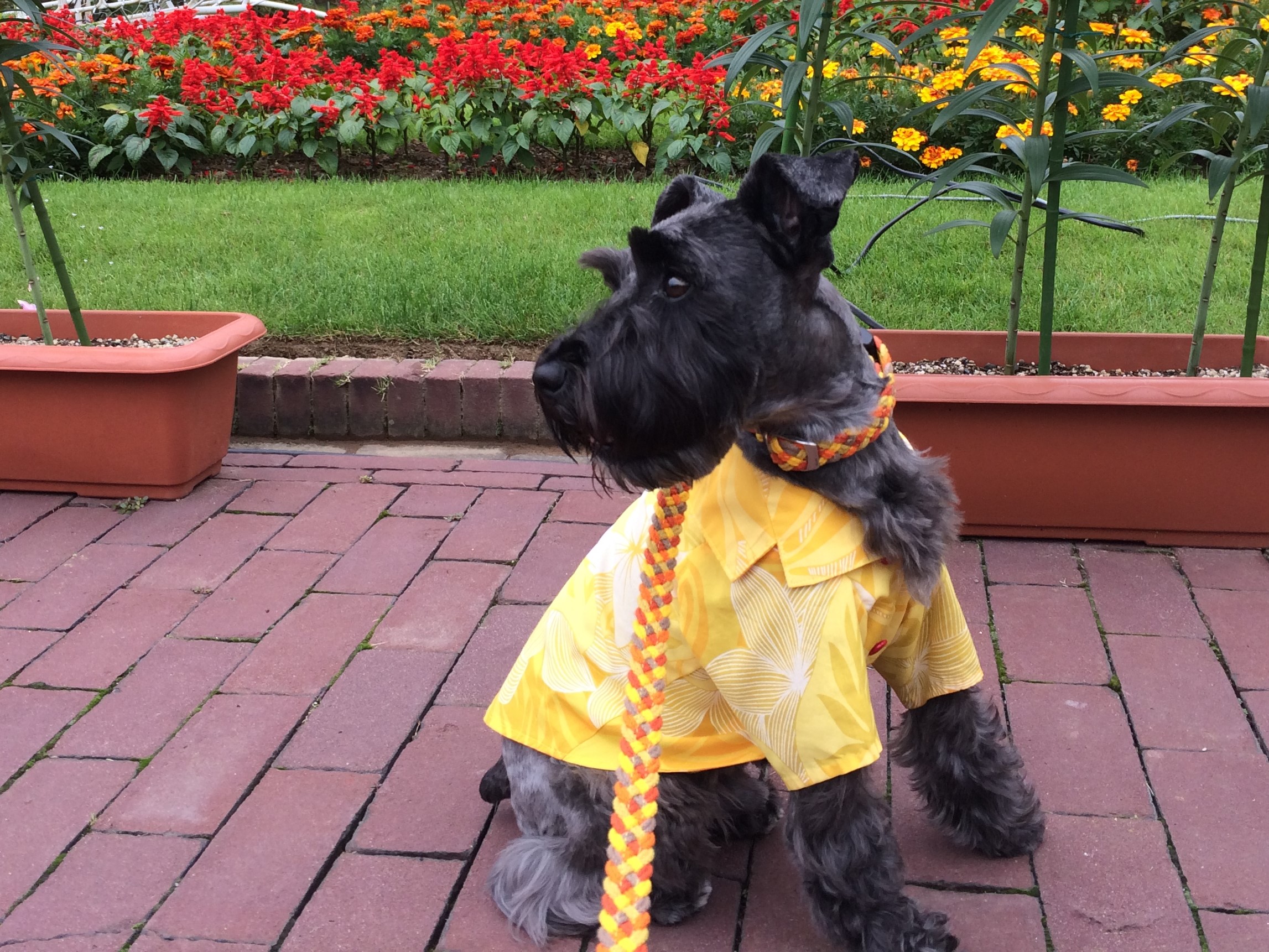 夏はココアの天敵！