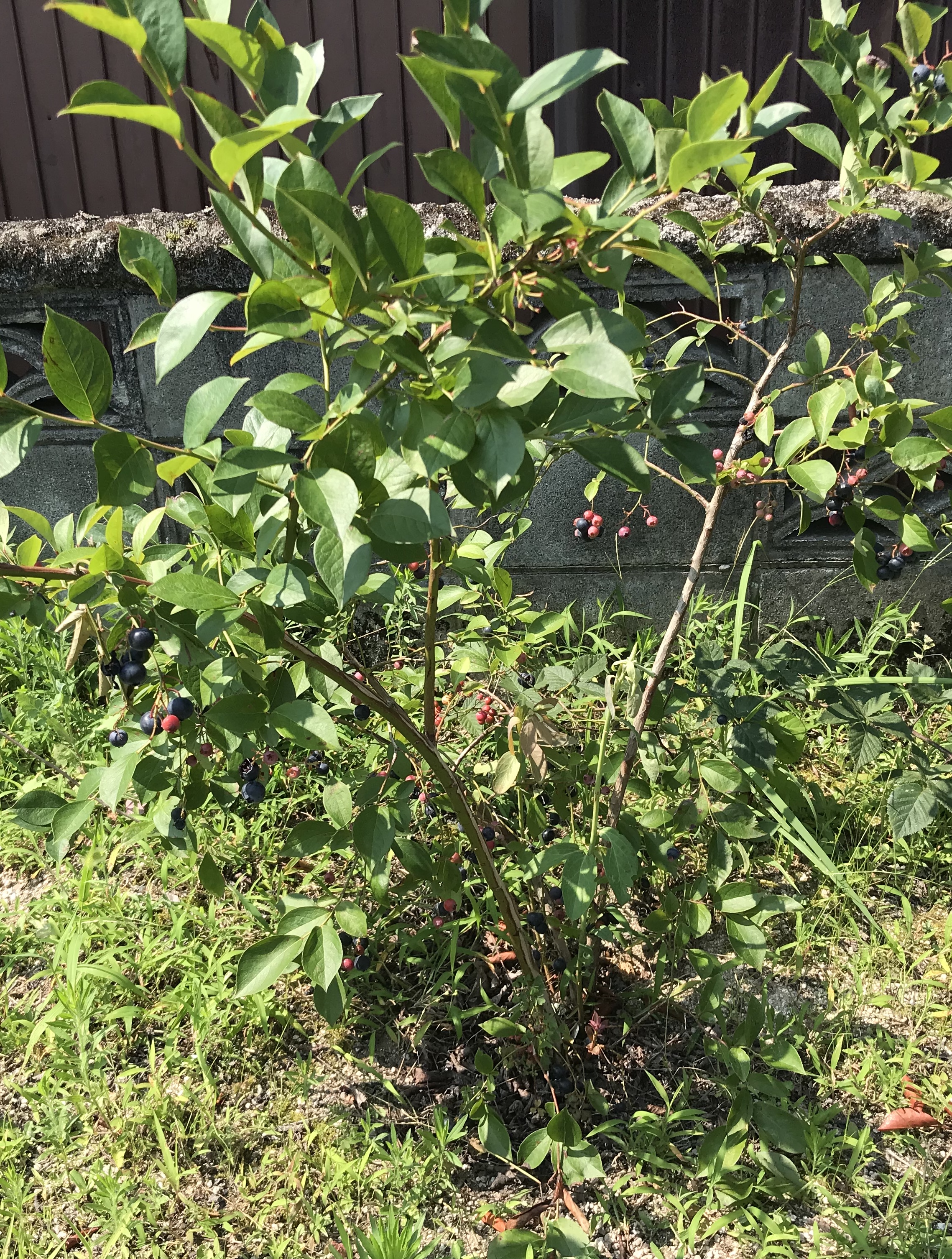 ブルーベリーの収獲