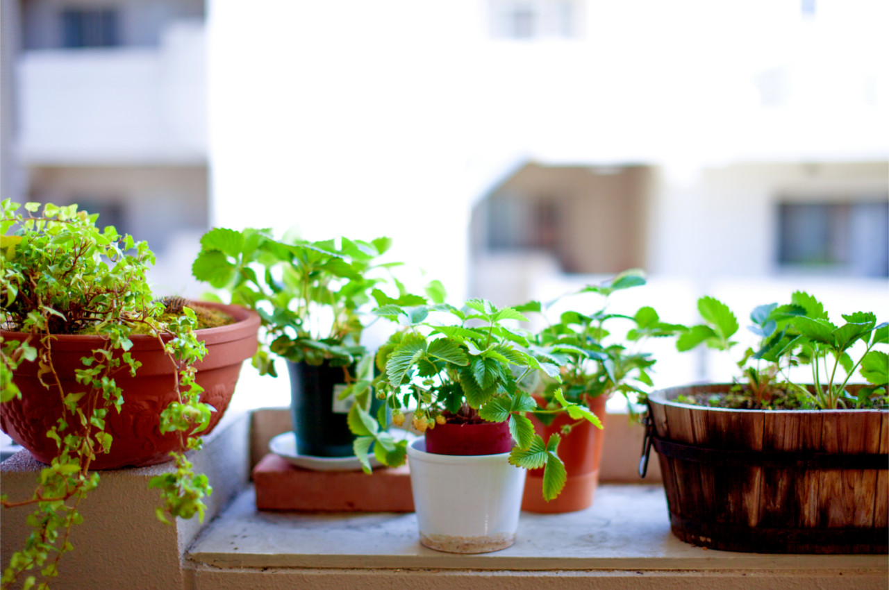 植木鉢・プランターのおしゃれ通販 b-person ： 観葉植物を育てる植木鉢をご紹介