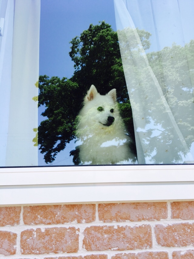 はじめまして🐩