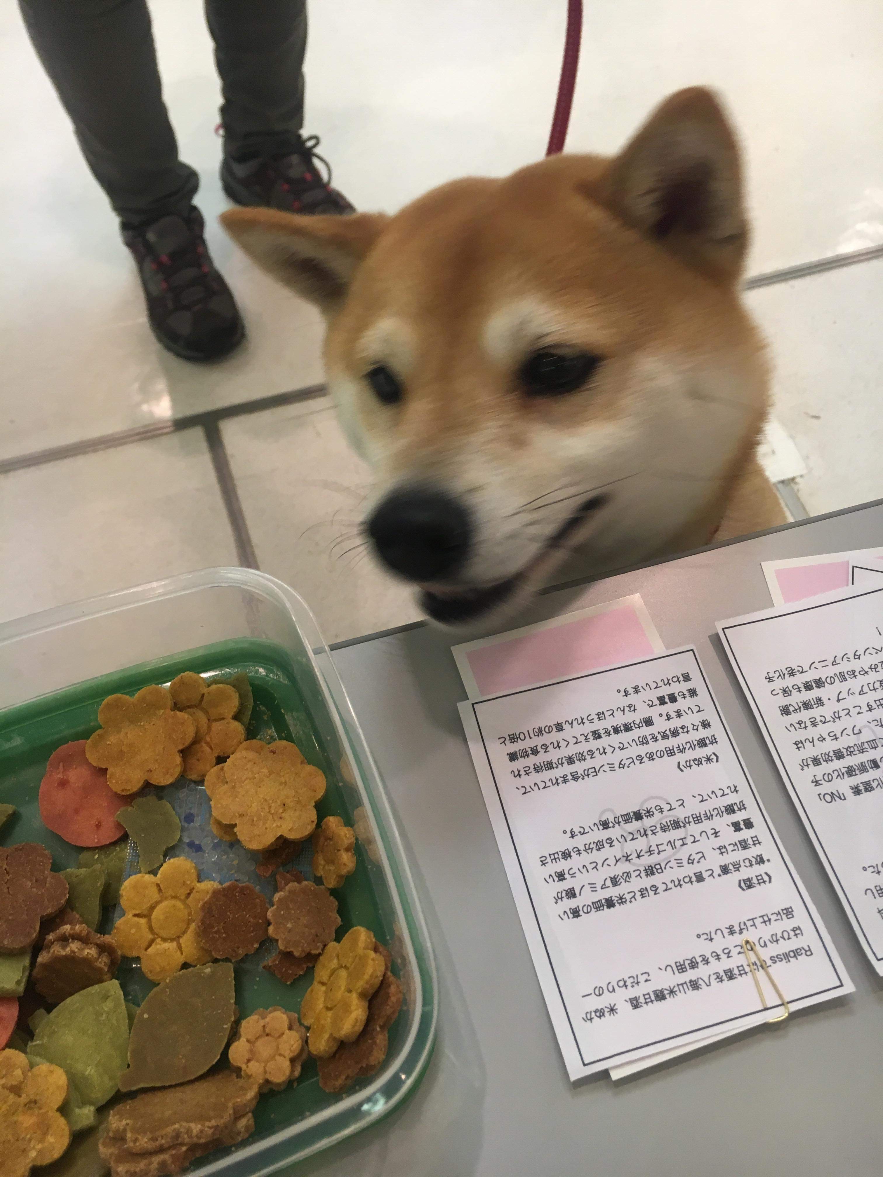 食レポ🐶💓