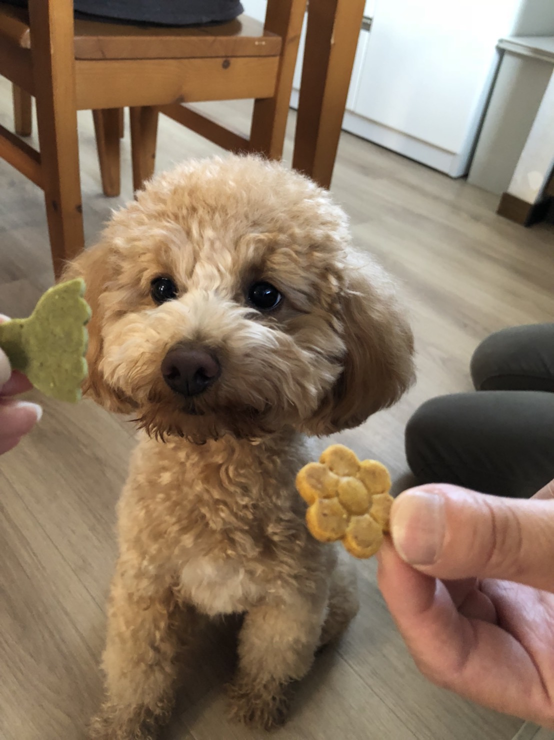 食レポ🐶🍪