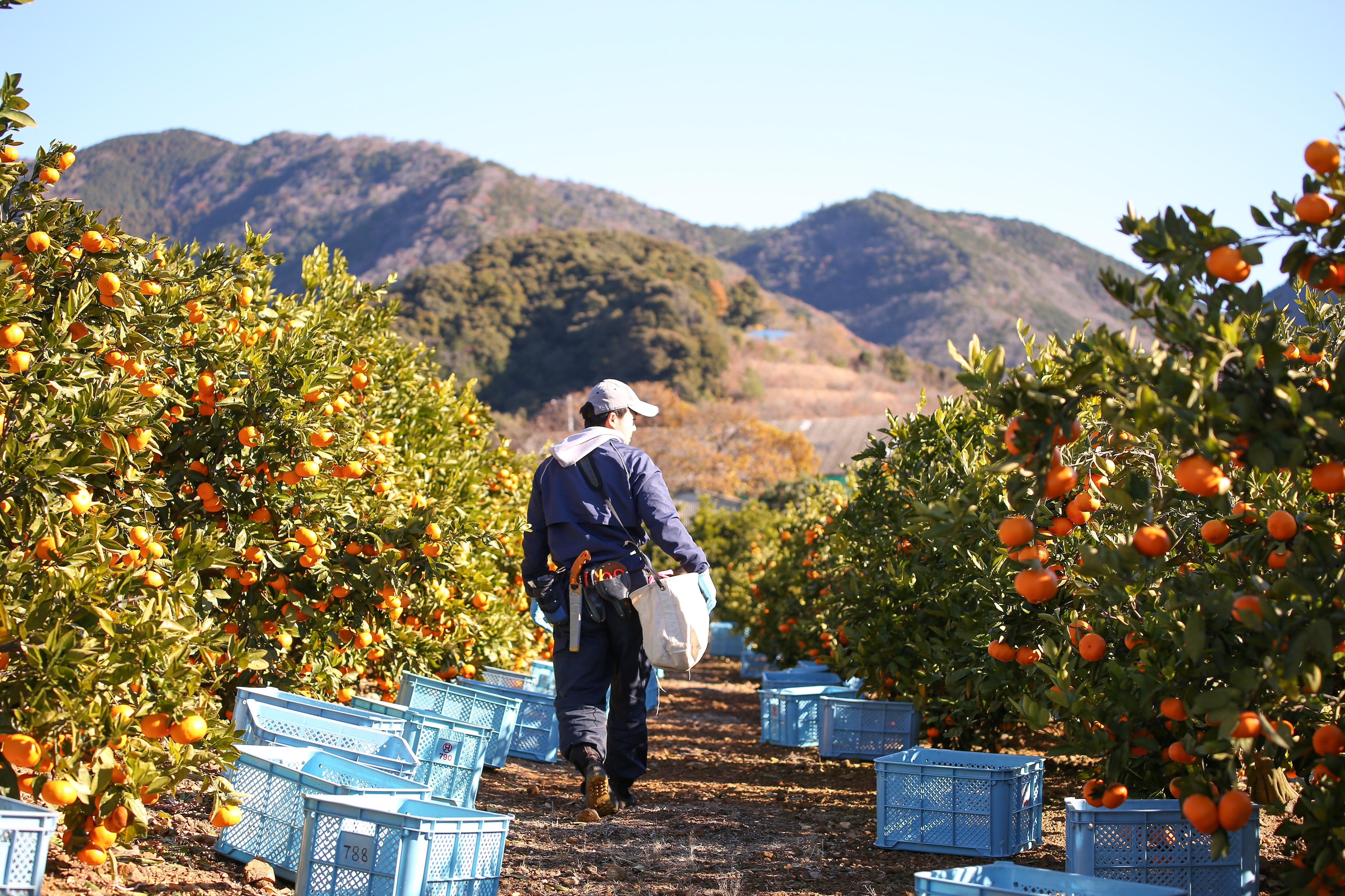 さあ、採るぞ。——畑に立つ、その一歩から