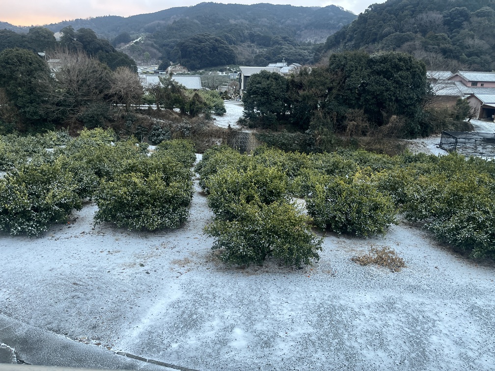 みかんの木の休眠期