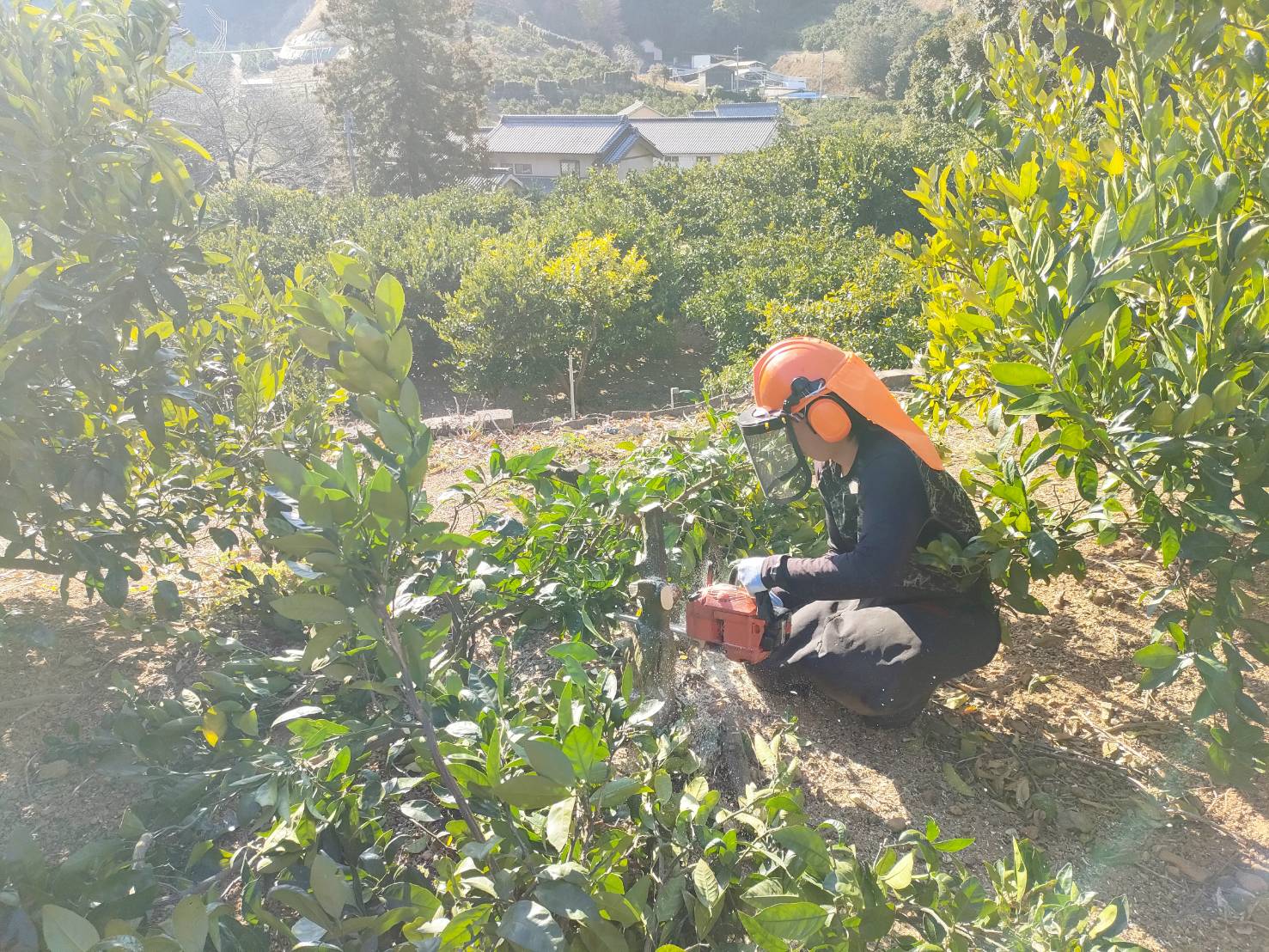 みかんの木の「間伐作業」をしています
