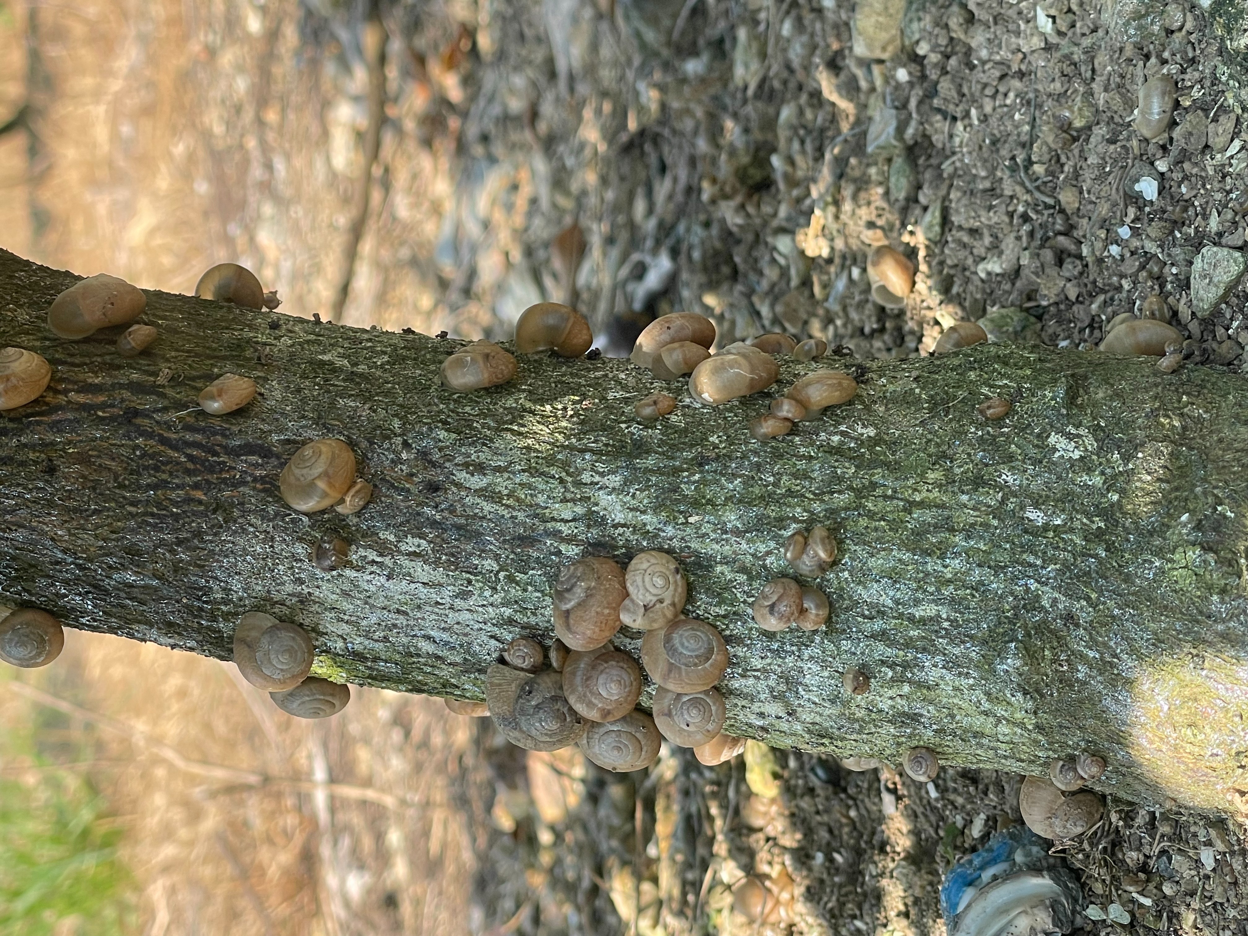 一生分のカタツムリを見たかもしれない。