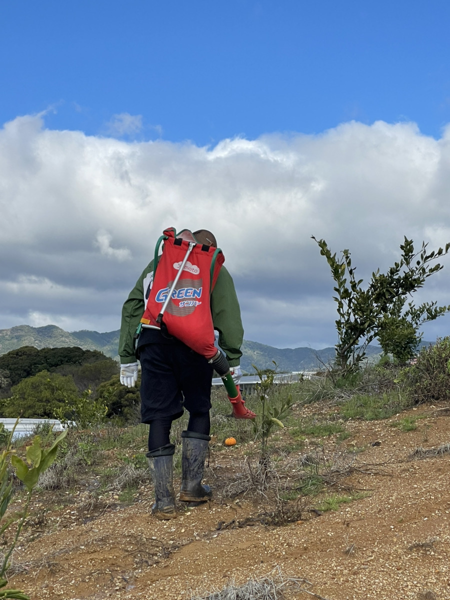 春の訪れとともに、みかん畑へ有機肥料を