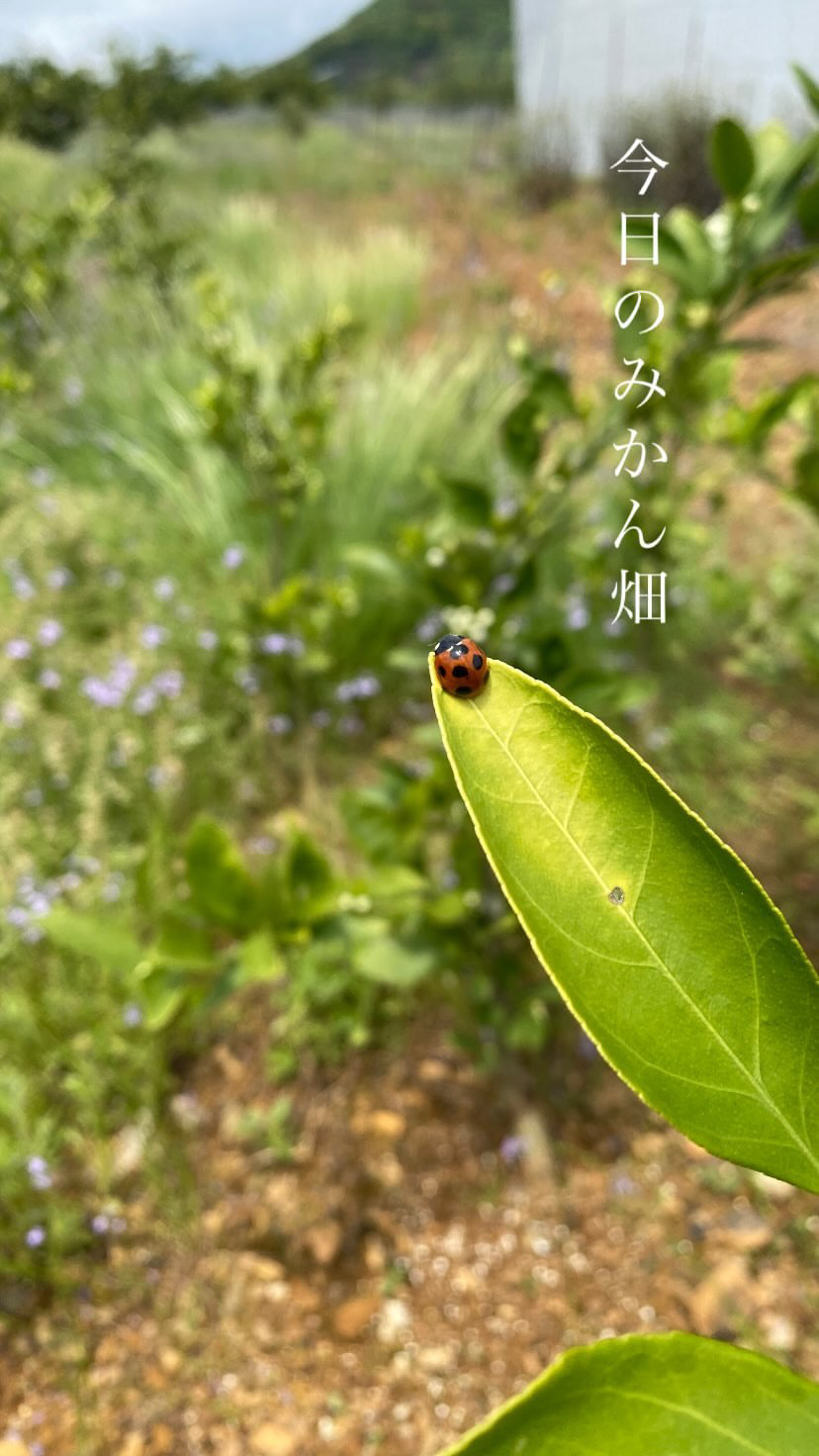 【みかんの花の季節がやってきます】