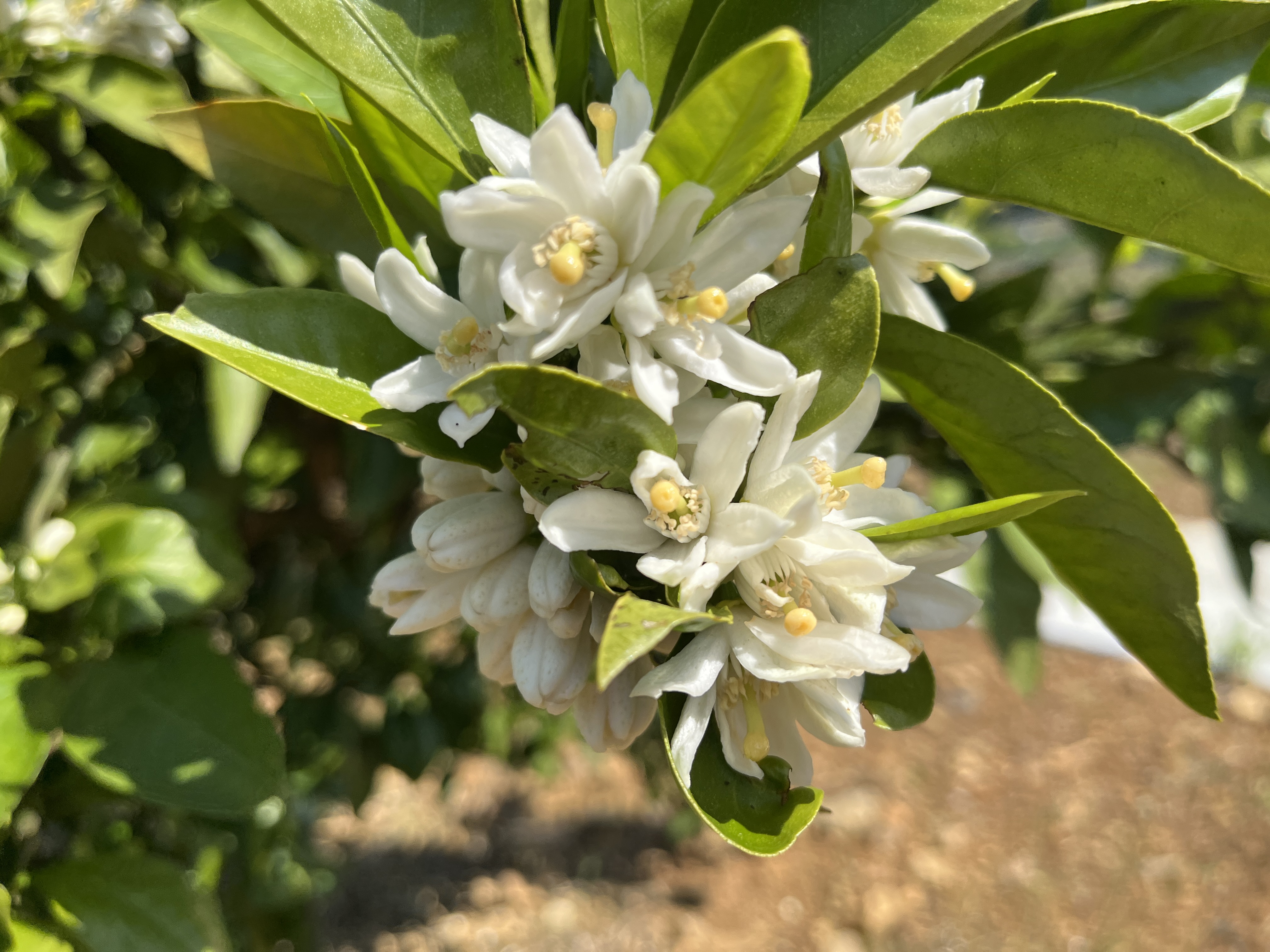 みかんの花が咲き始めました｜春から始まる、実りへの第一歩