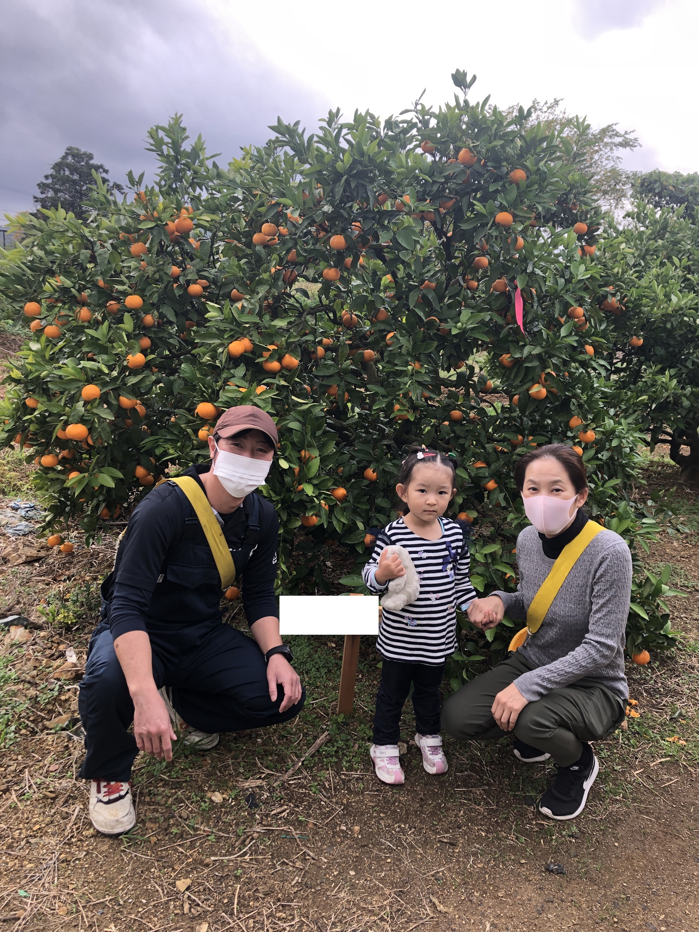 三ヶ日みかんのオーナー制度