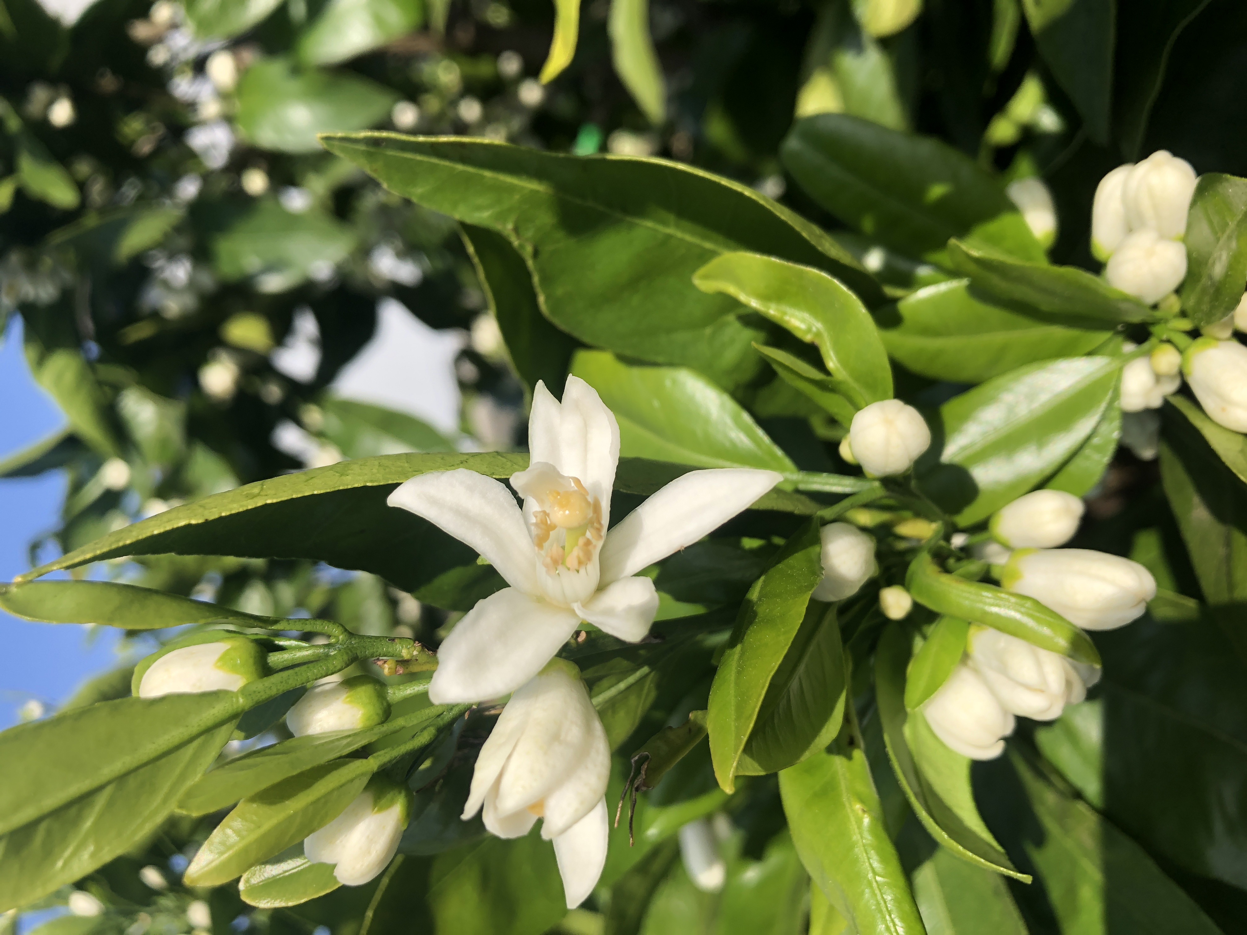 みかんの花