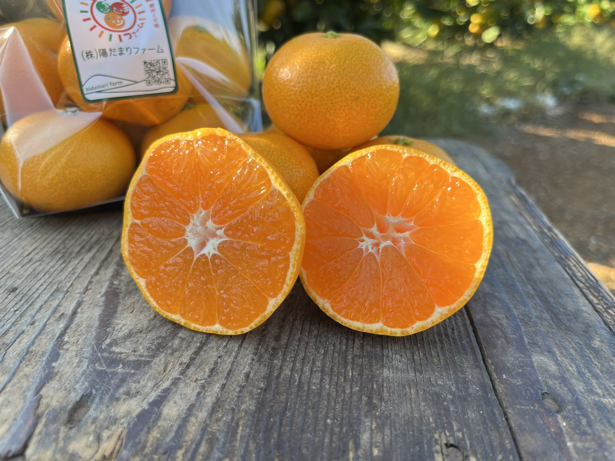 🍊まもなく「早生みかん」の収穫スタート!🍊