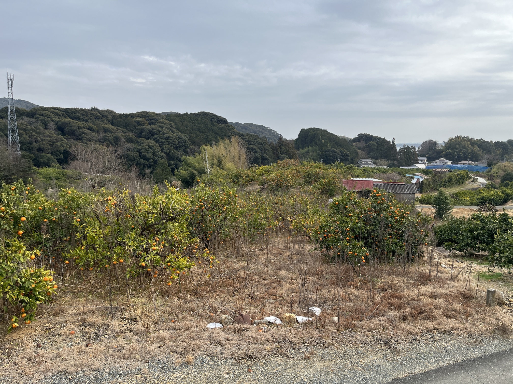 耕作放棄地を再生します