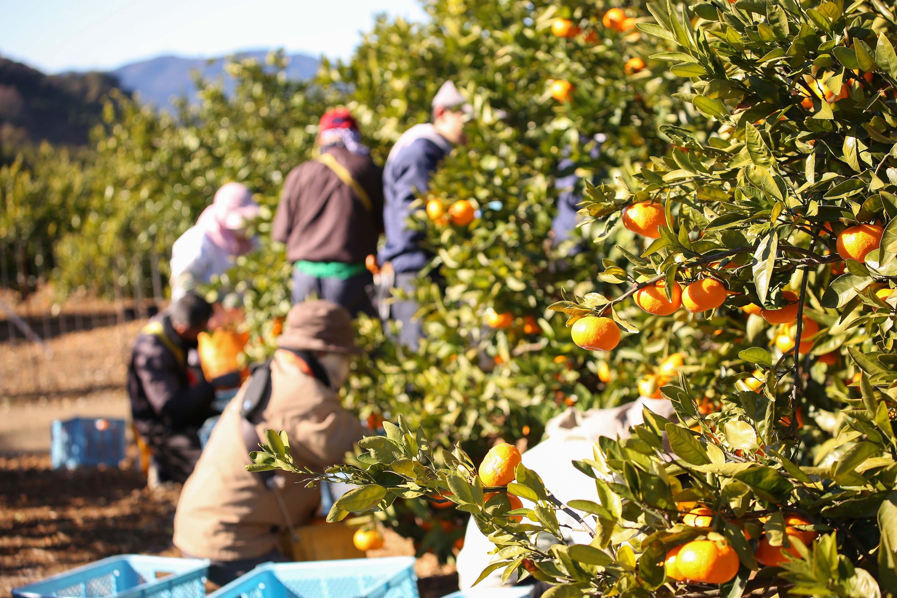 今季のみかん収穫が終了しました