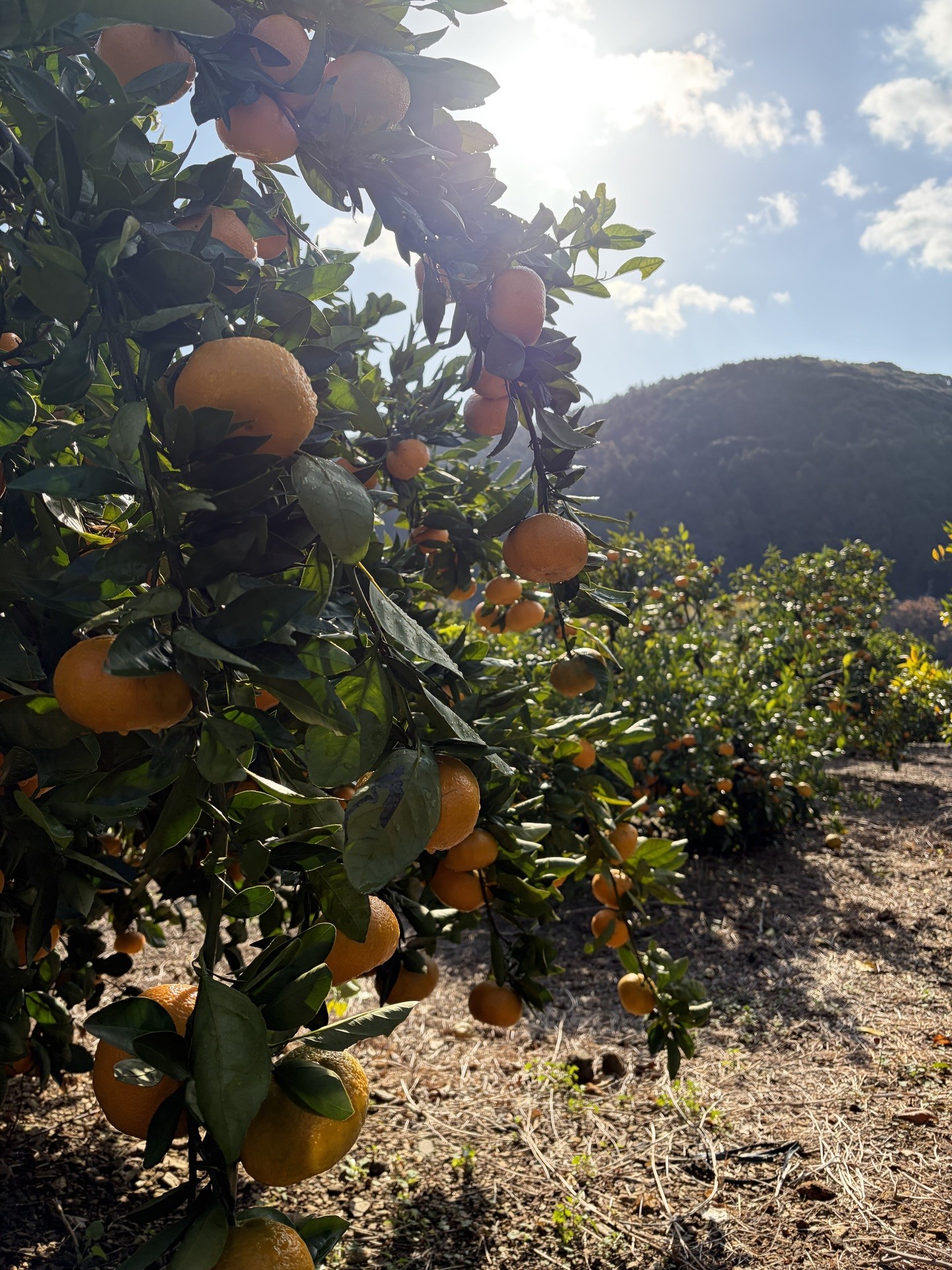 🍊青島みかんの収穫がスタートしました