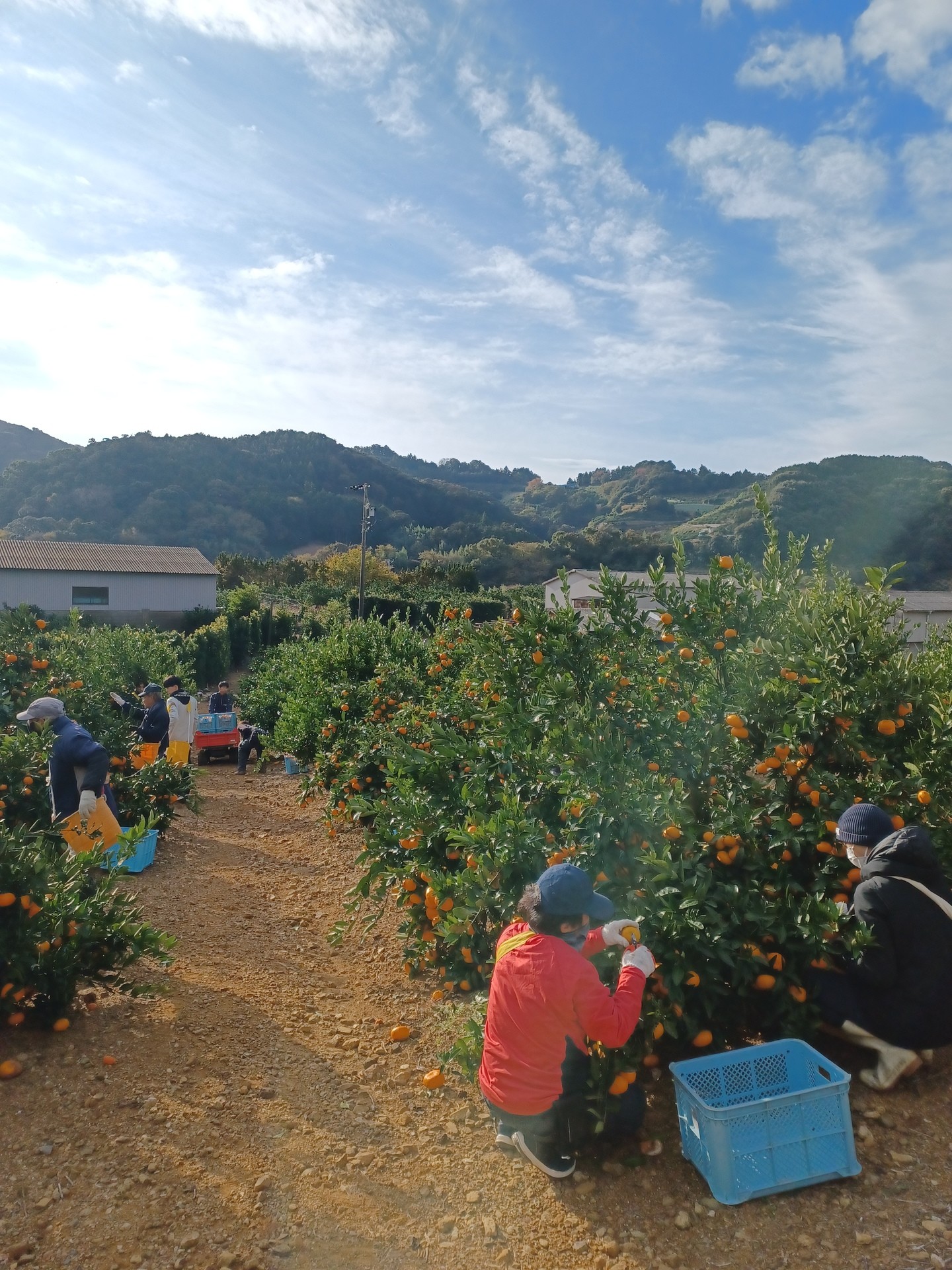 青島みかん収穫中