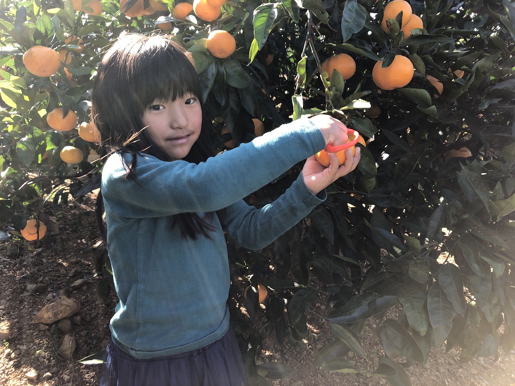 みかんの木のオーナー様がご来園