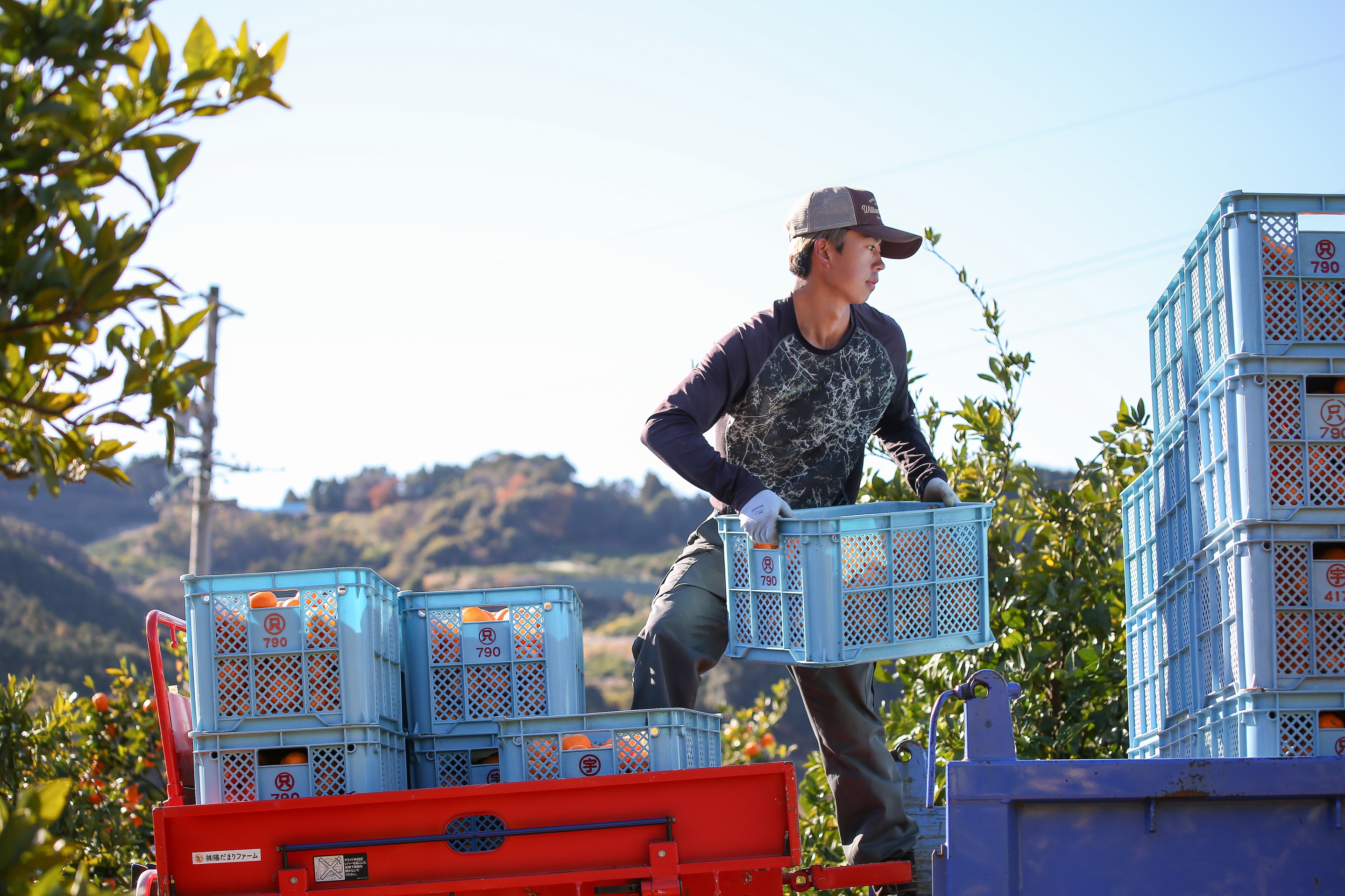 みかんは、畑から倉庫に届くまでが一番重たい
