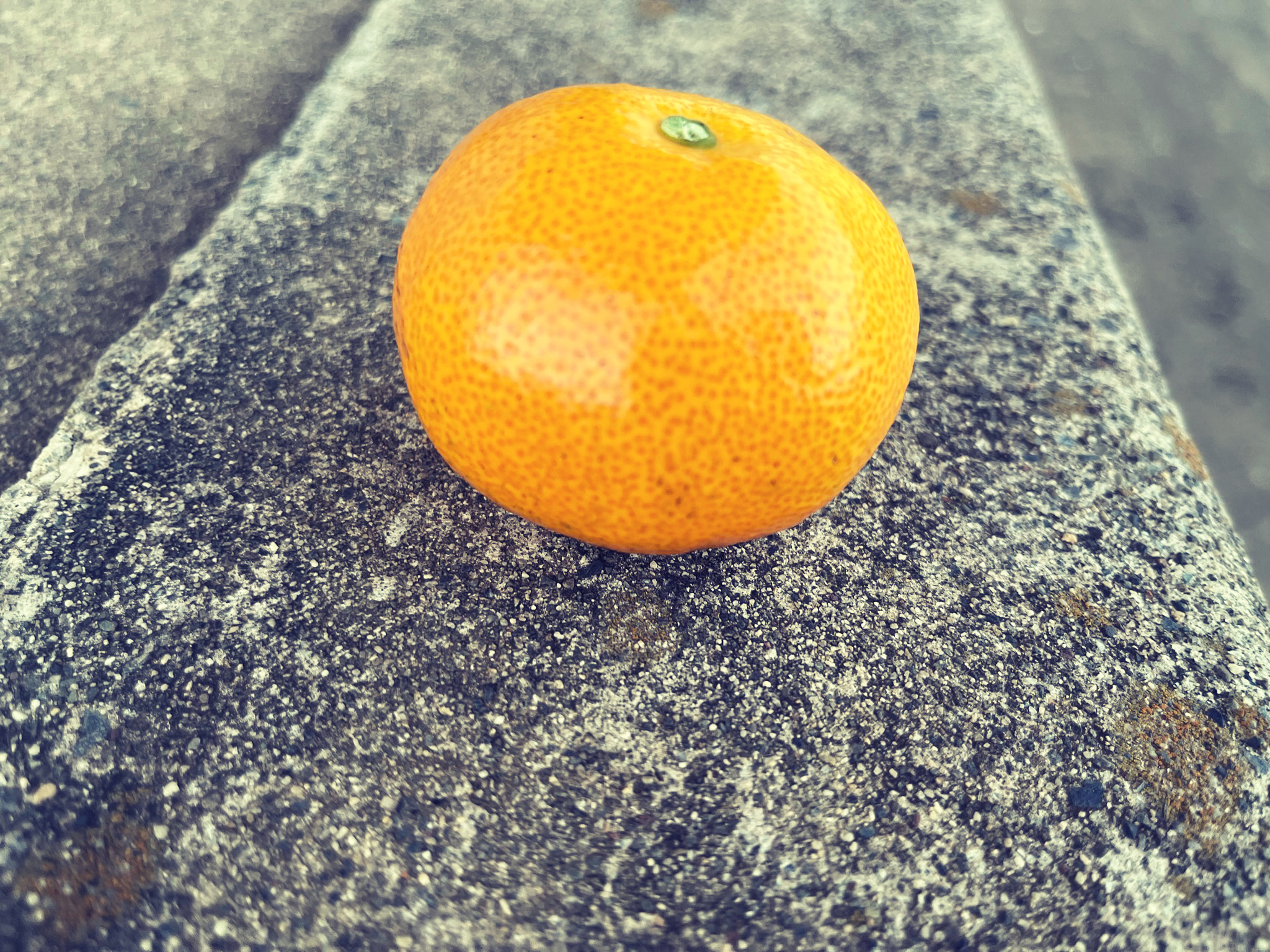ミカンが色づいてきました。
