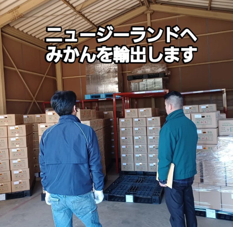 🚛 三ヶ日みかん、ニュージーランドへ向けて移動中! 🍊✨