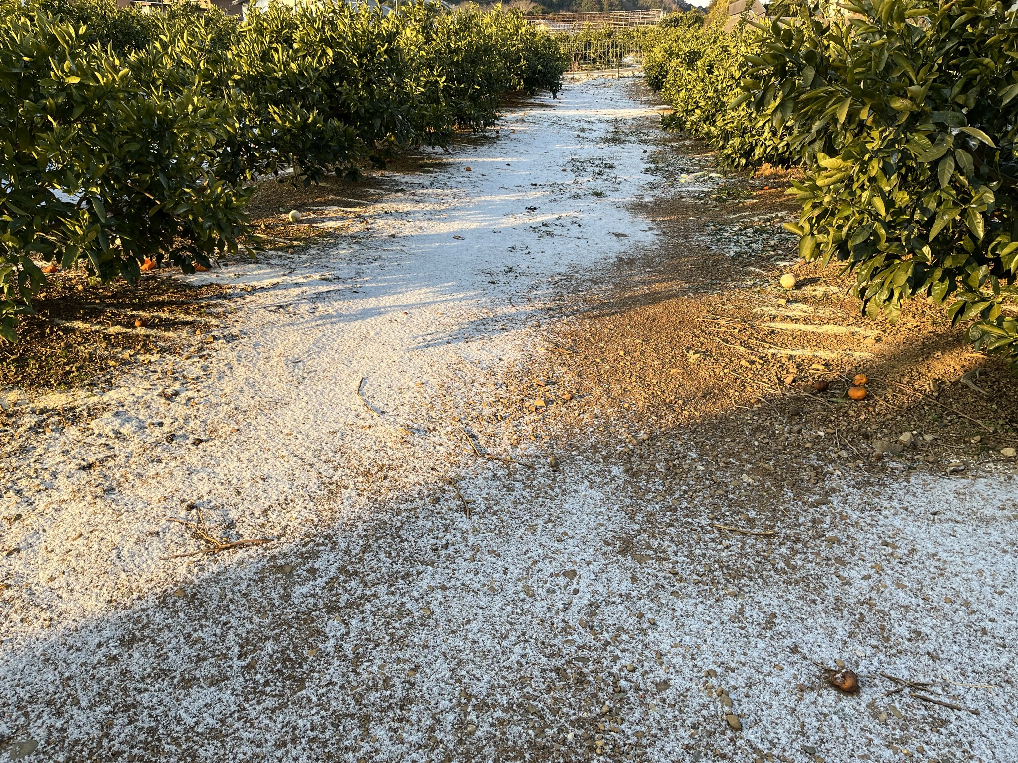 静岡でも雪
