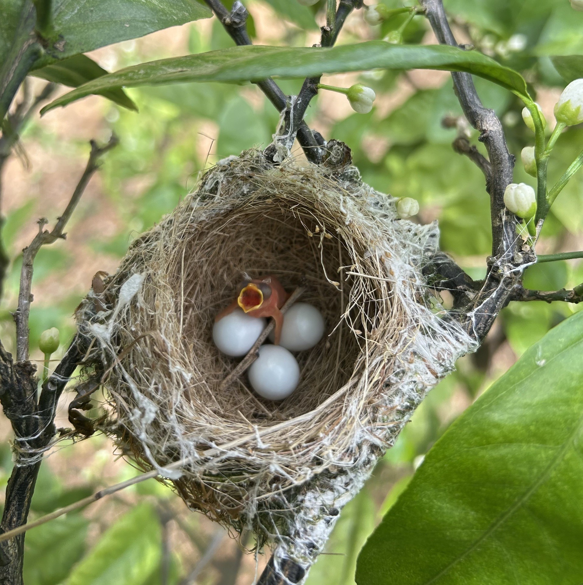 みかん畑で出会った、小さな命