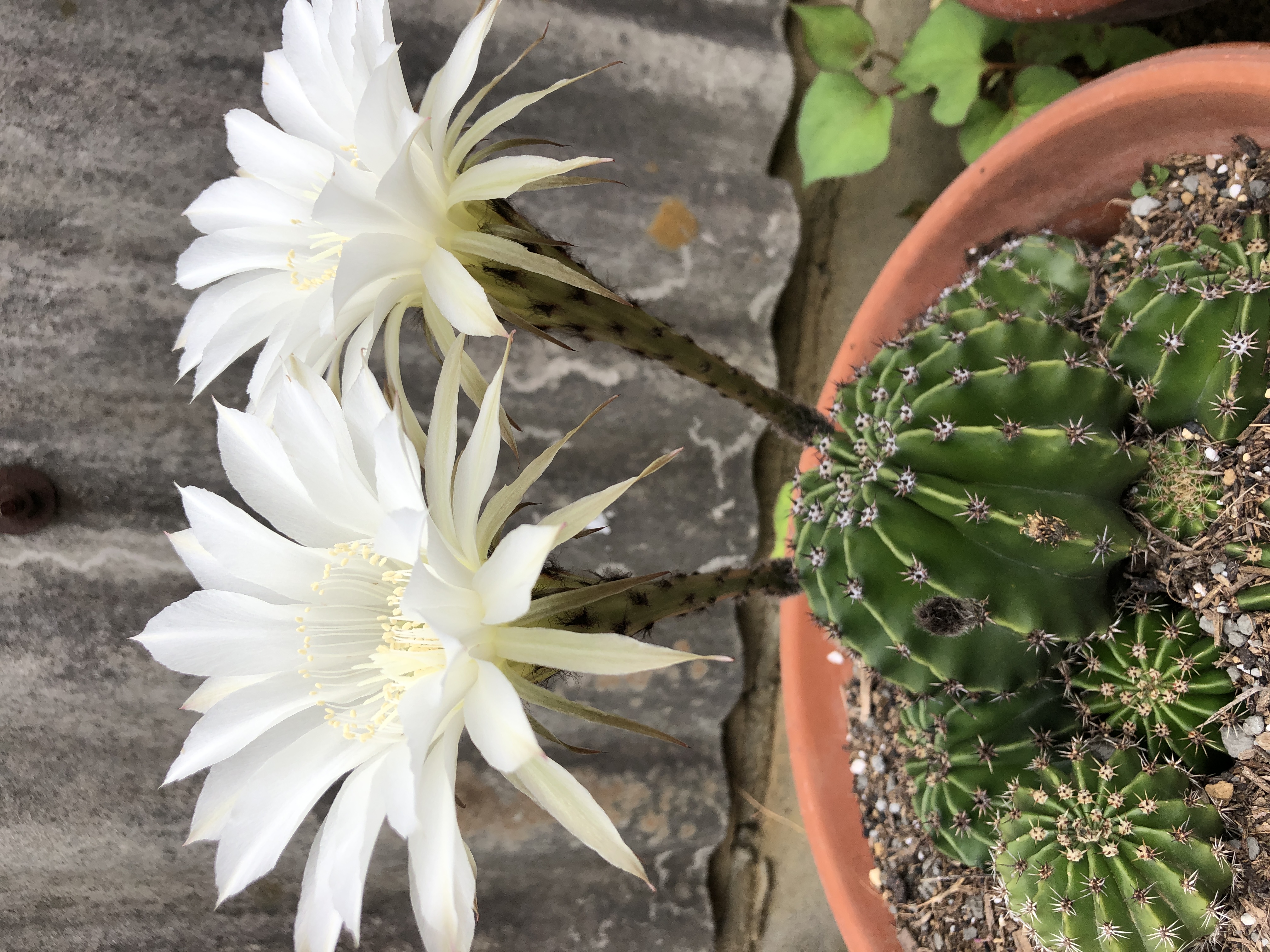 さぼてんの花