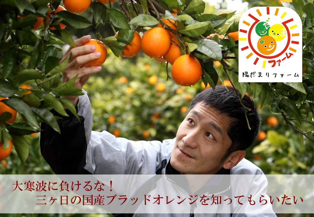 大寒波に負けるな！三ヶ日の国産ブラッドオレンジを知ってもらいたい