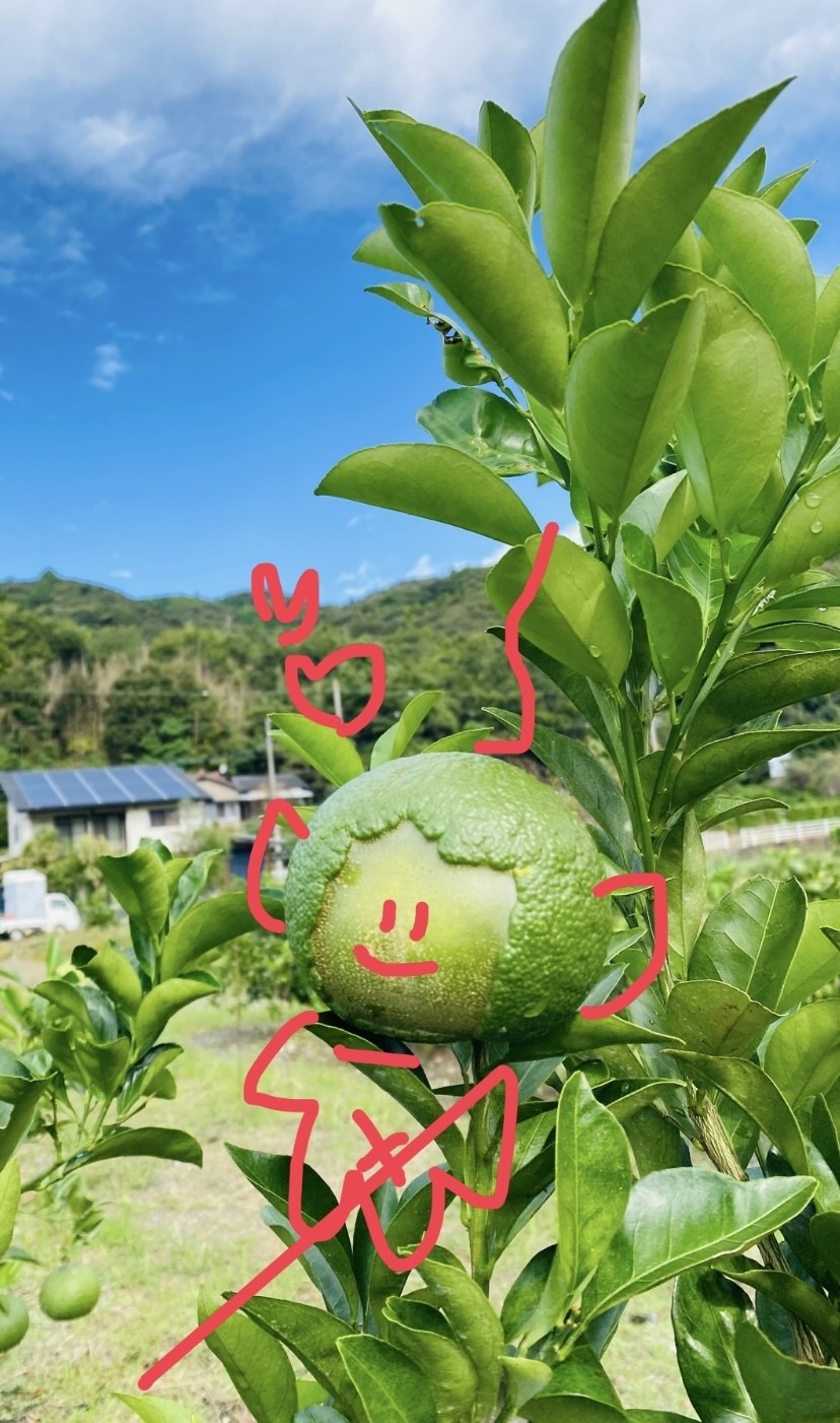 🍊ミカンだけじゃない、陽だまりファームの柑橘たち