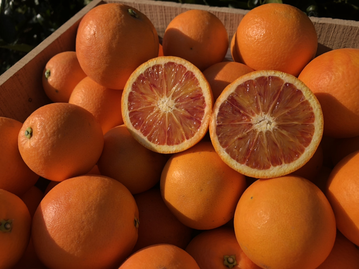 【ブラッドオレンジ〈タロッコ種〉最終出荷】