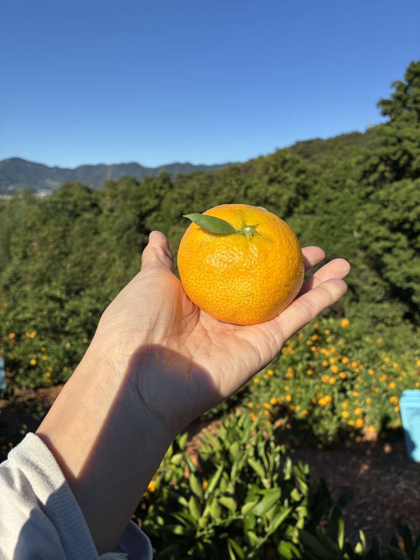 🍊いよいよミカンの収穫が始まりました!