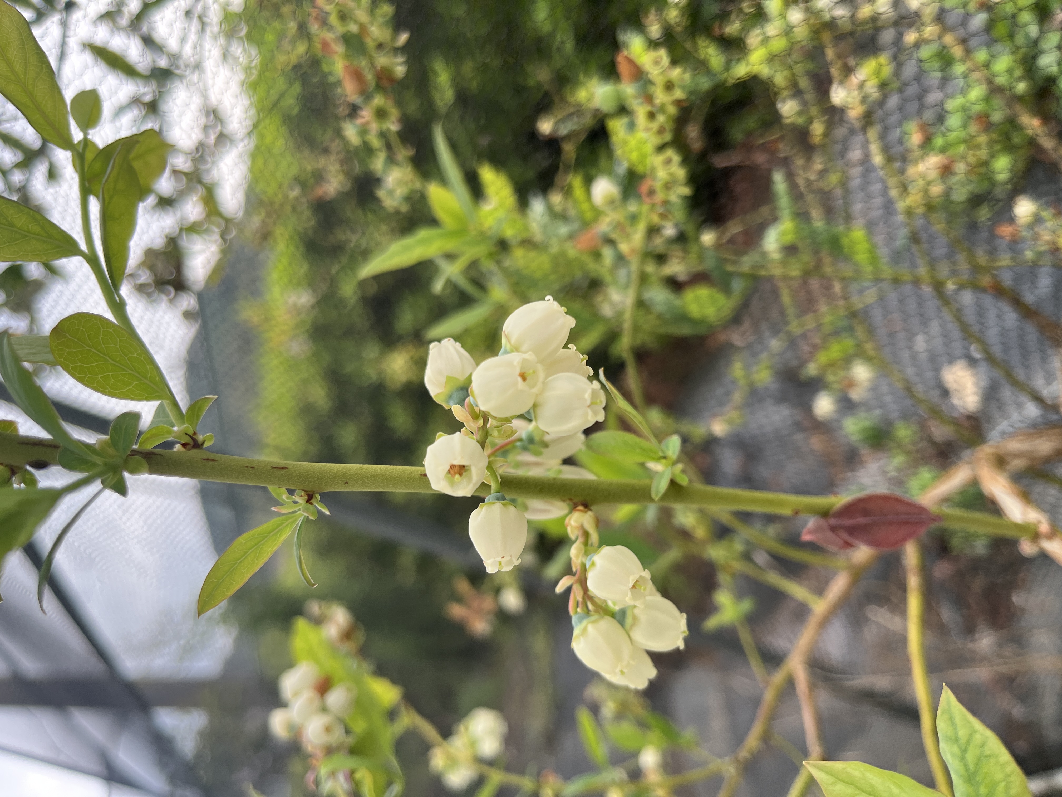 小さな花に込めた想い。ブルーベリー栽培を続ける理由