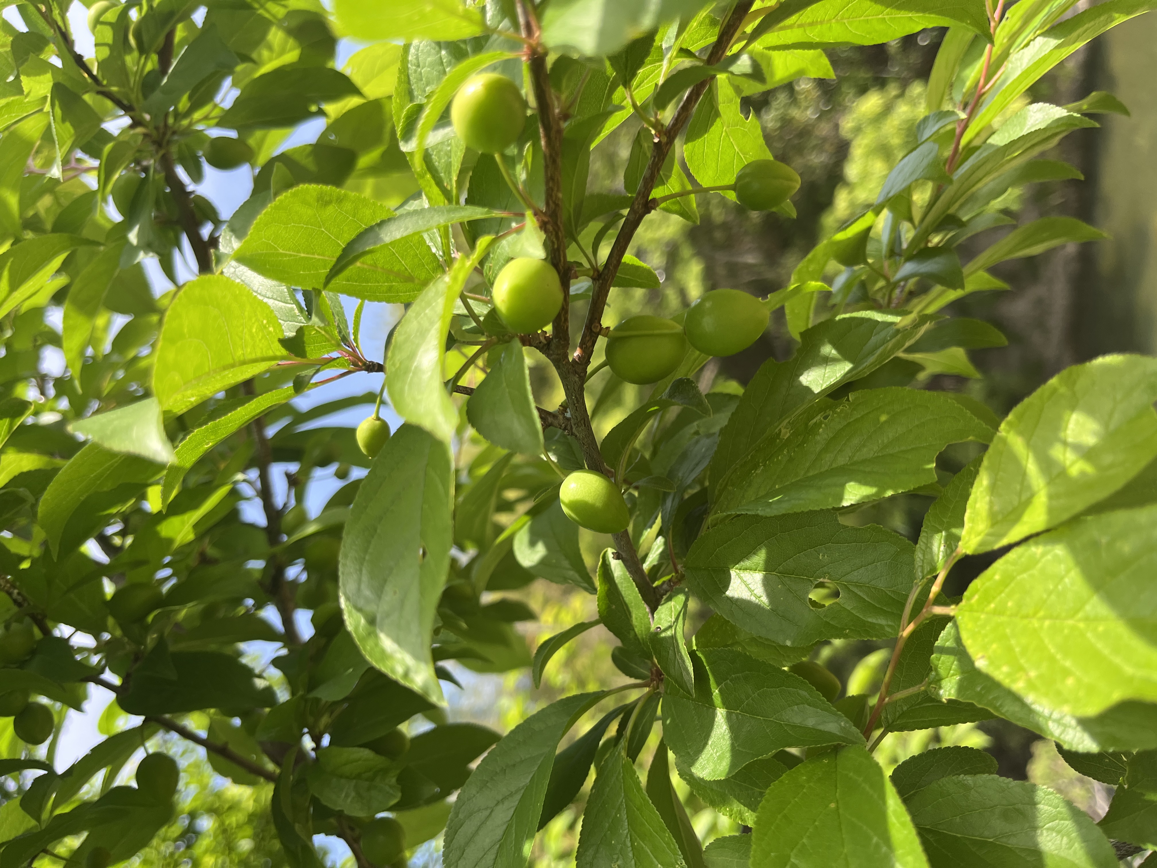 梅畑に1本だけ…幻の果実「ミラベル」が今年は大豊作！