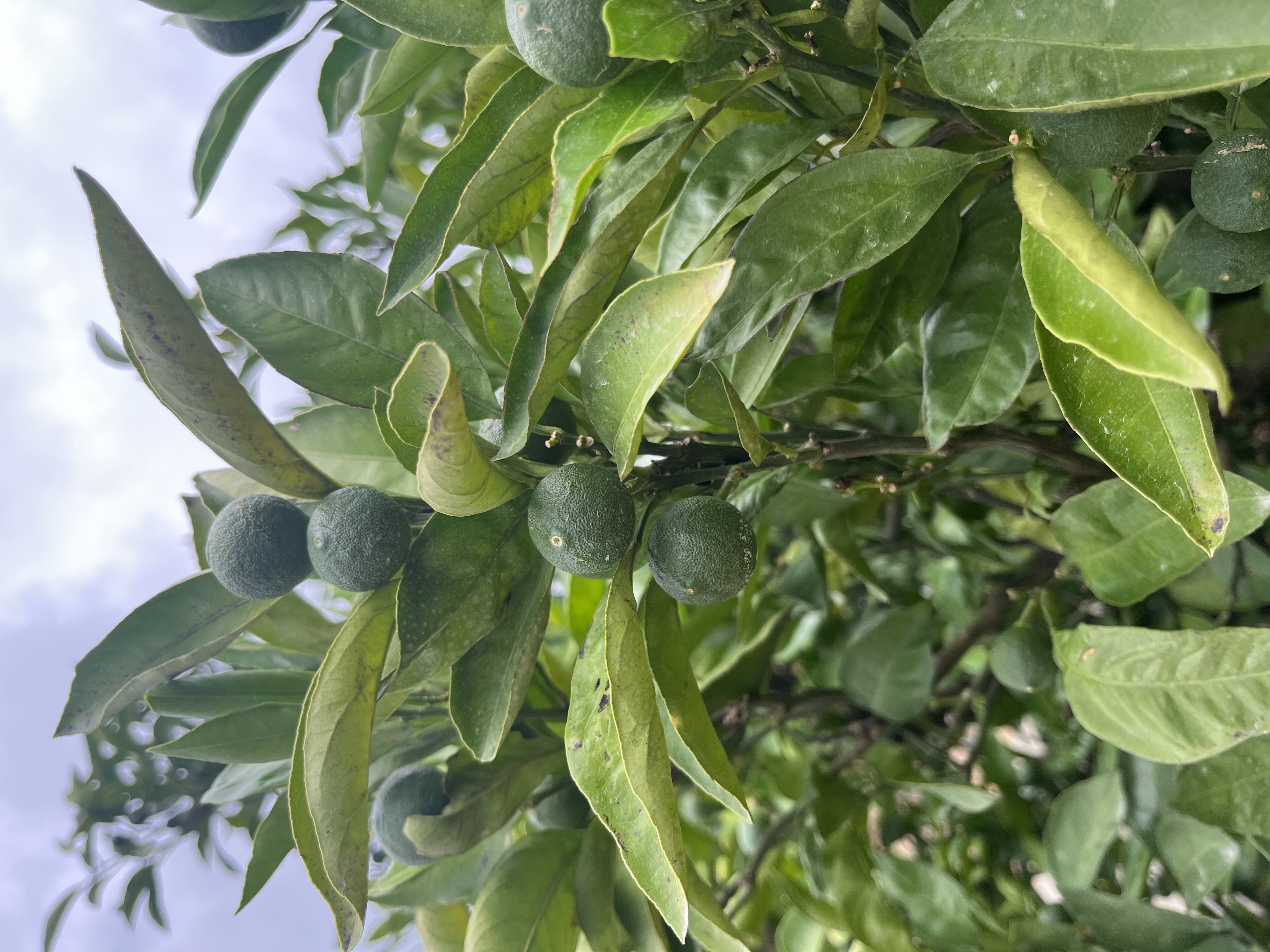 夏の畑から ～摘果（てきか）作業が始まりました～