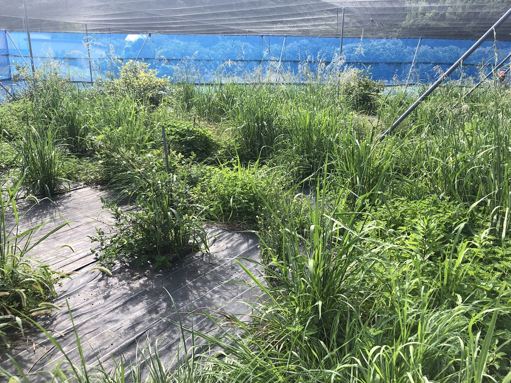 草ボーボー