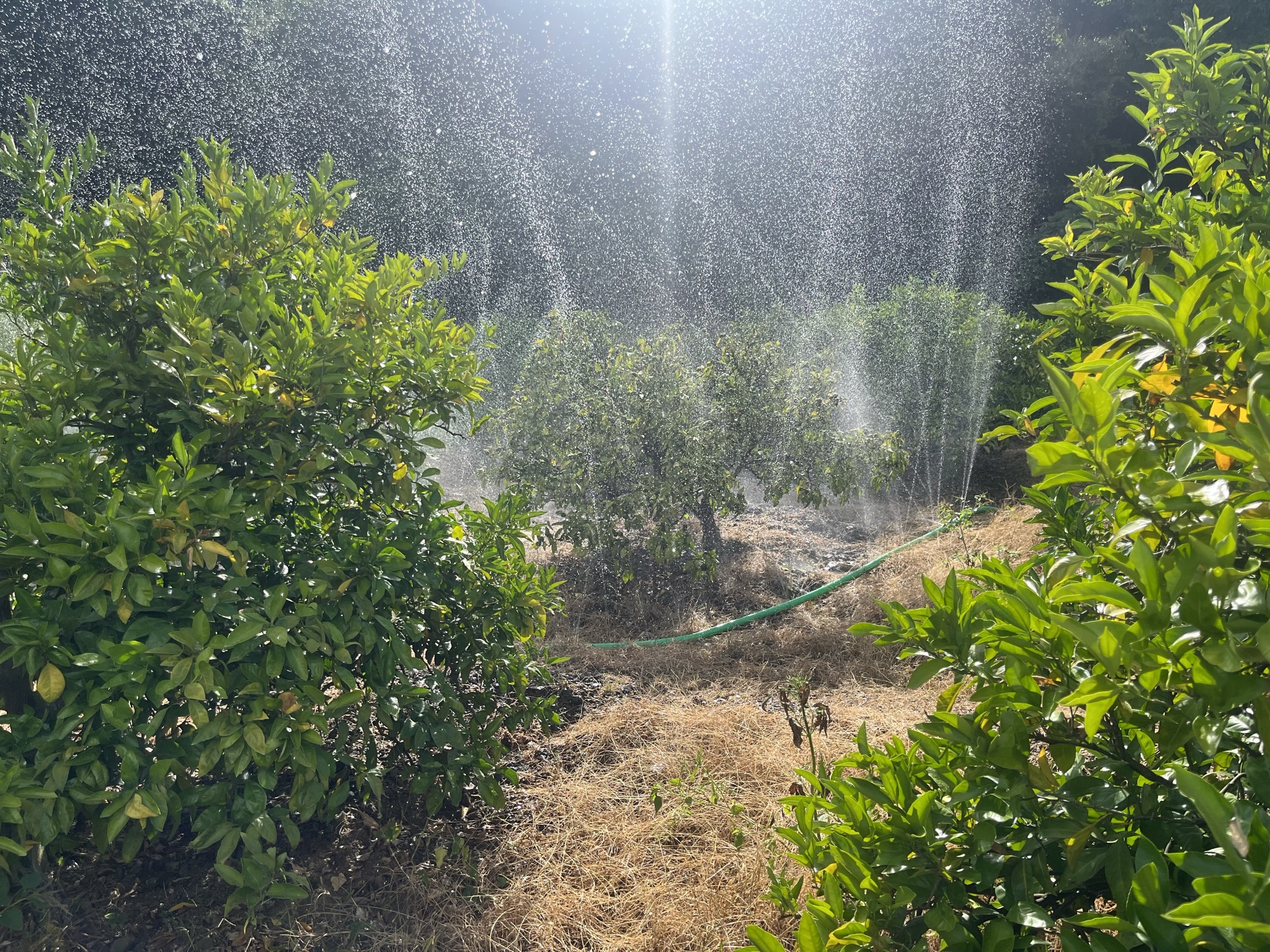 猛暑が続くみかん畑で、かん水を始めました